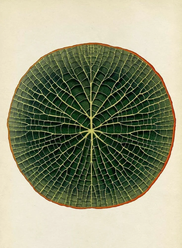 Close-up of a green, circular leaf with prominent yellow veins and a reddish rim.