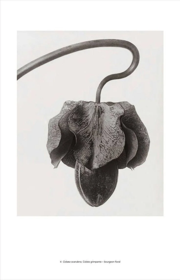 A black and white picture of a wilted flower with a curved stem, resembling a drooping bloom.
