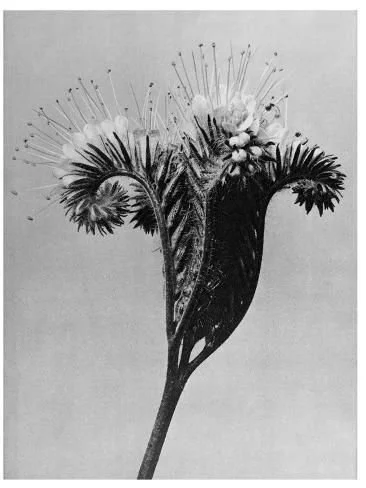 Black and white illustration of a flower with long stamens and spiky leaves.