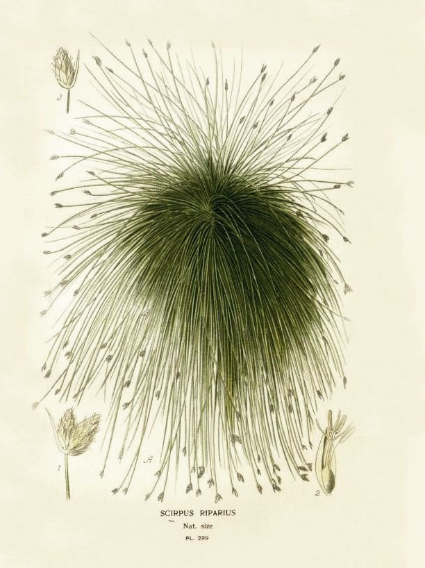 A botanical illustration of Scirpus Riparius, a type of grass, showing a detailed drawing of its inflorescence and parts, with labeled diagrams of the flower and stem.
