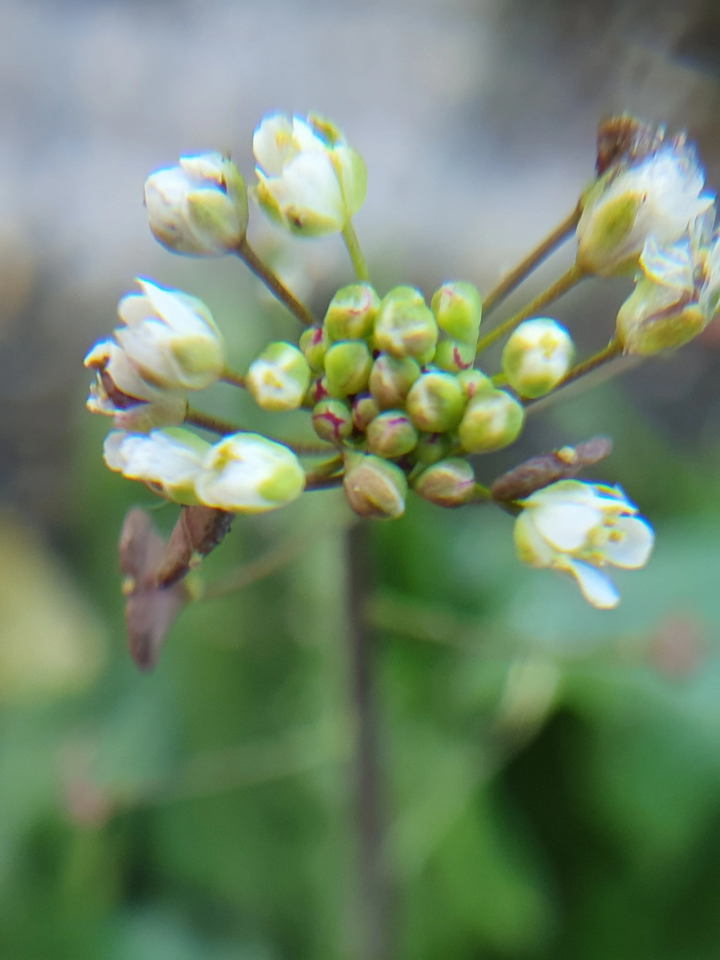 New plant spot - Pink Shepherd’s-purse