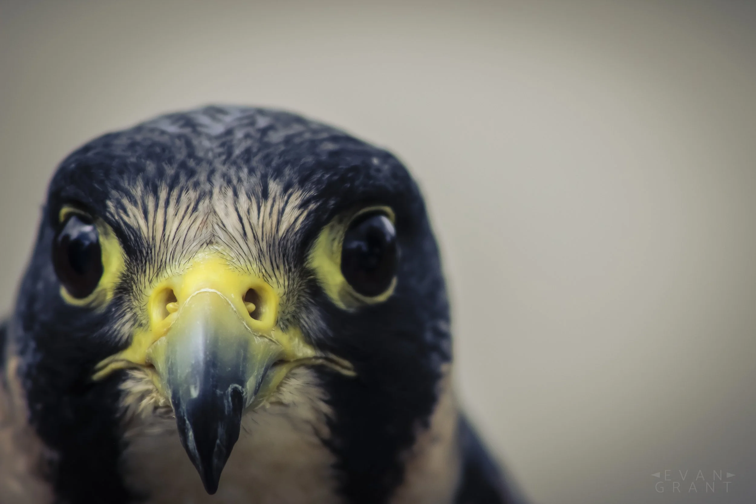 Peregrine Falcon