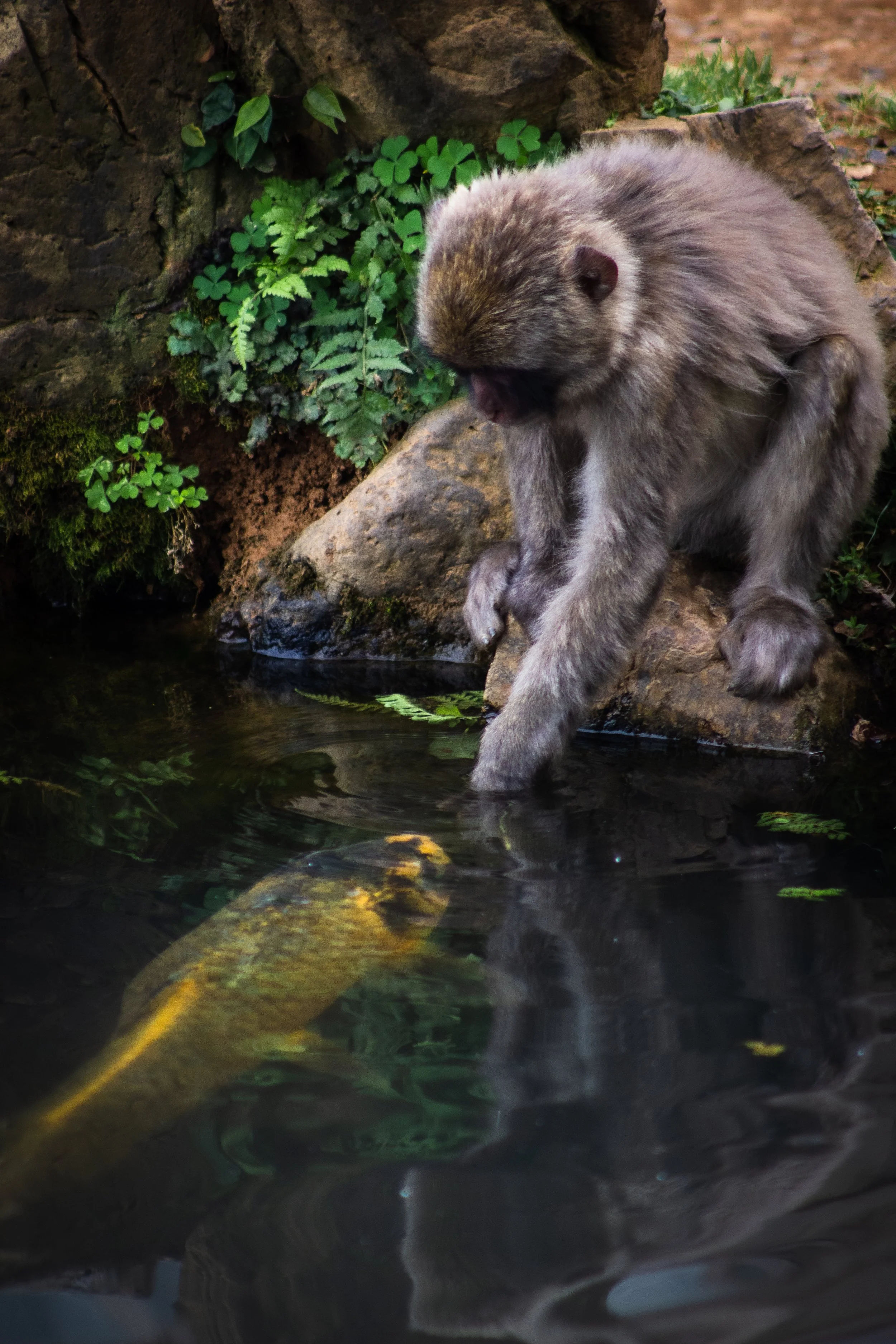 A macaque sitting near a body of water surrounded by green plants and rocks.