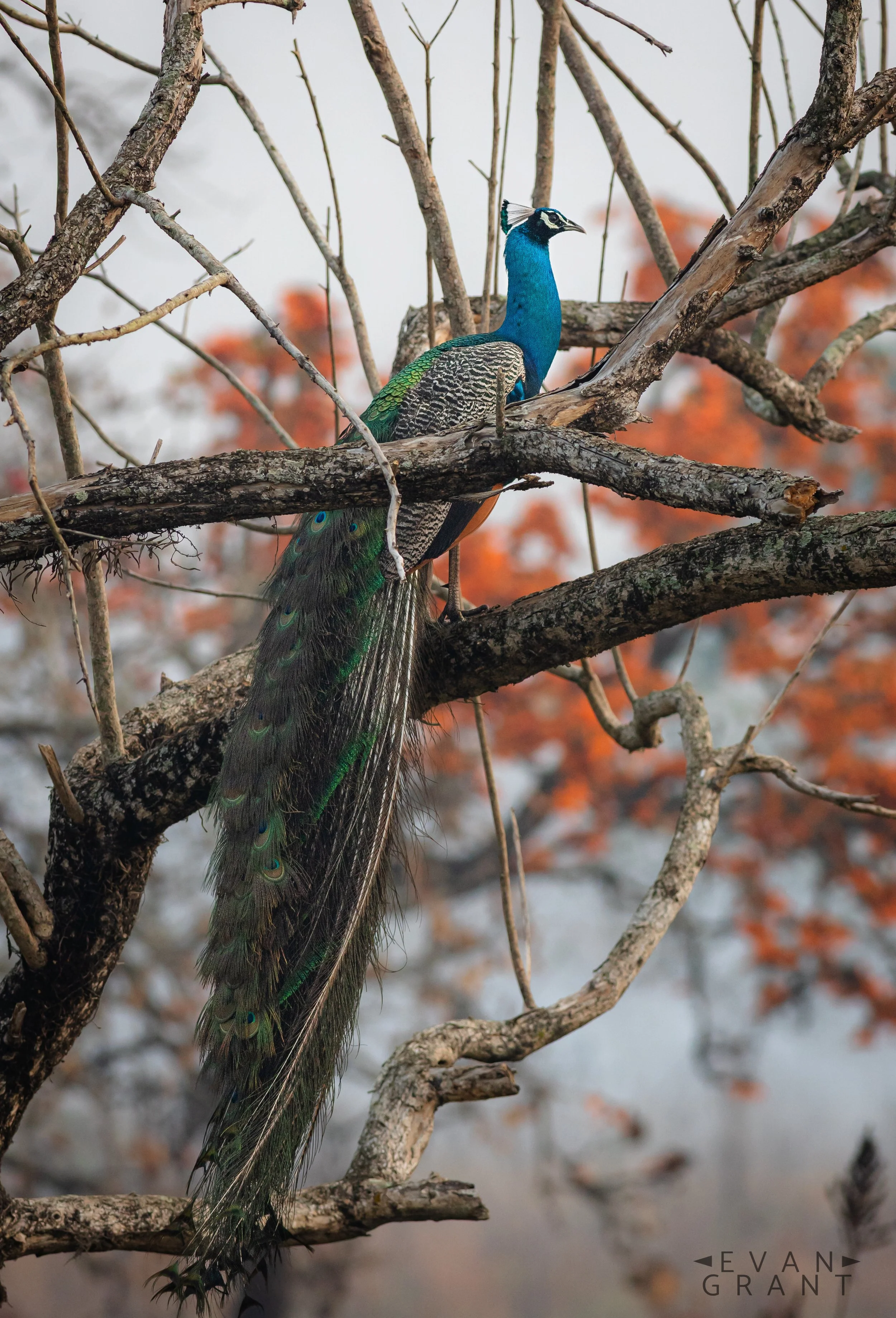 Indian Majesty