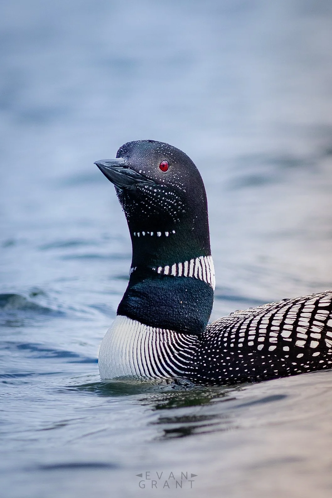 Quiet Loon