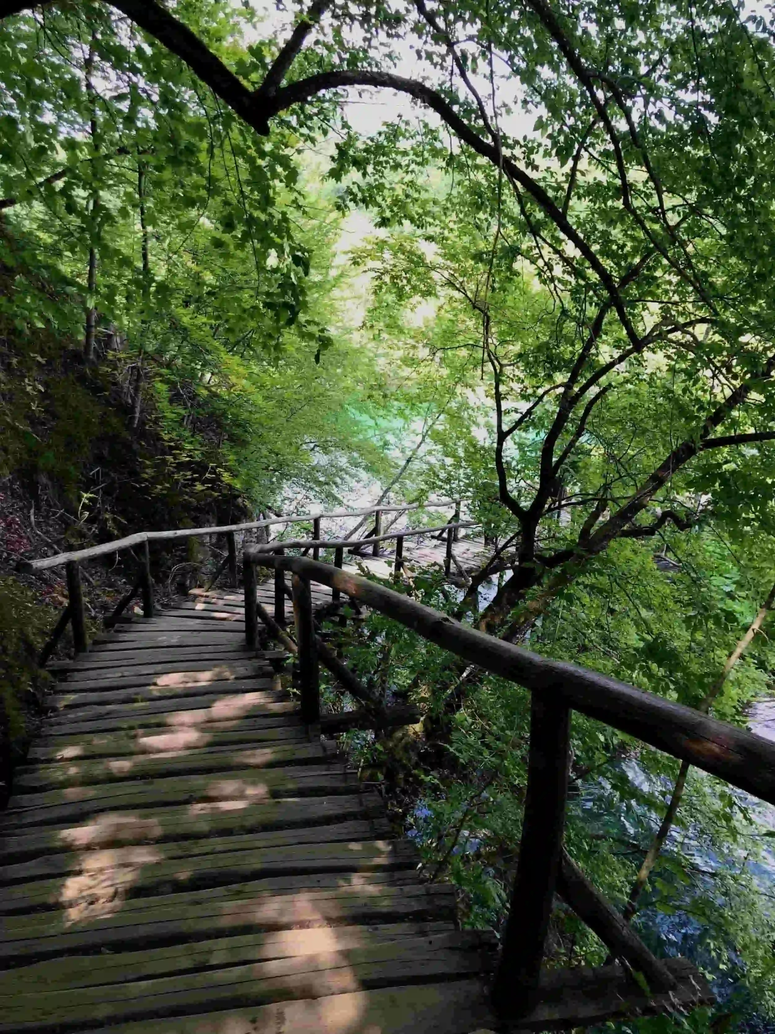 Wooden walkway with railings winds through lush green trees above a river, dappled sunlight filtering through the leaves.