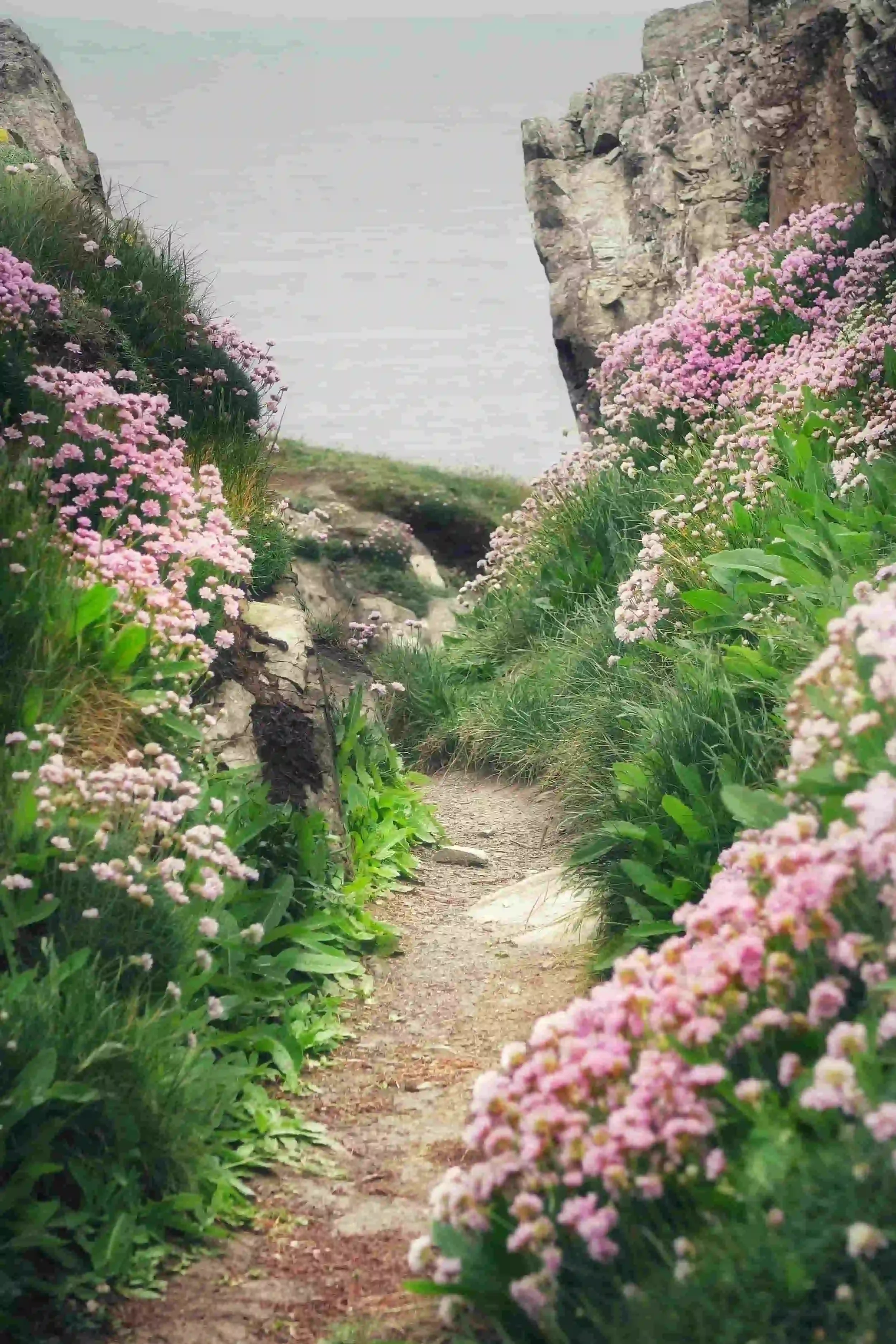 A narrow dirt path lined with lush green grass and pink wildflowers winds between rocky cliffs toward a calm, misty sea.