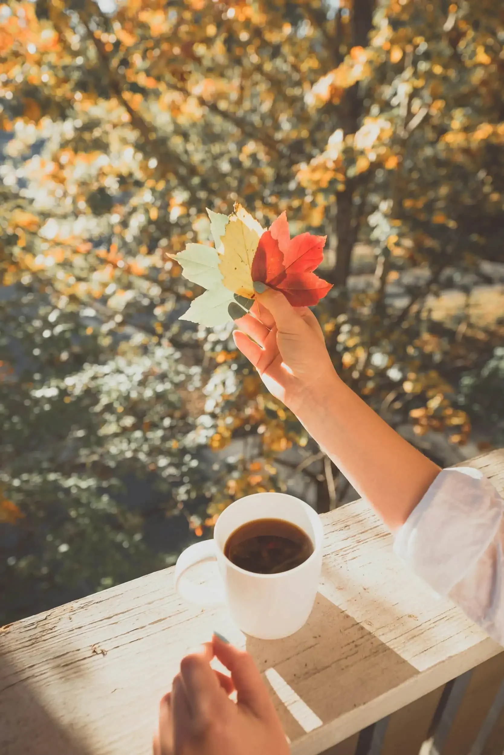 Person holding colorful autumn leaves above a white mug of coffee on a sunlit outdoor wooden railing, with fall foliage in the background.