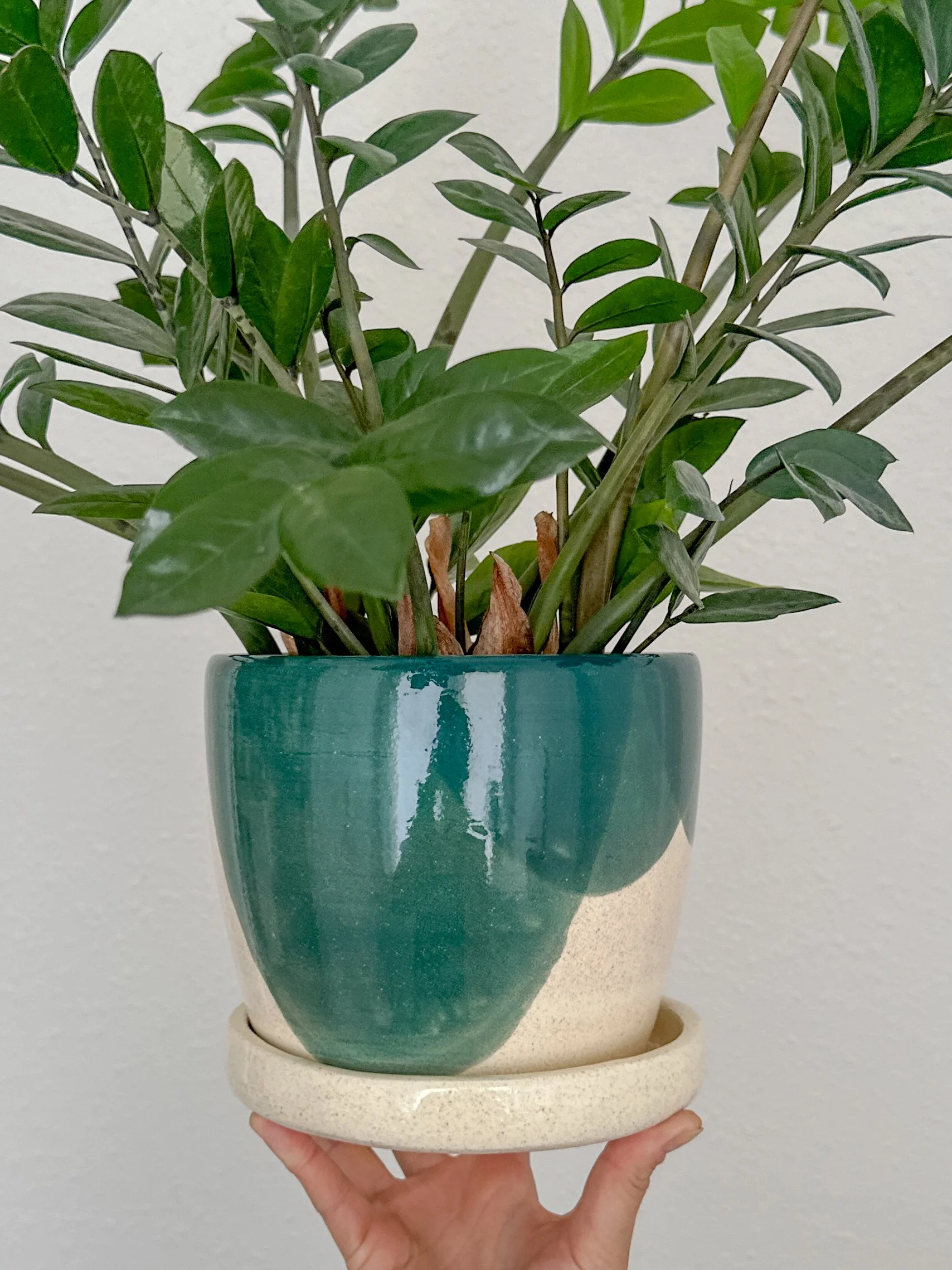 A hand holding a potted green houseplant with dark green leaves in a ceramic pot with a beige base and a glossy teal top, against a plain light-colored wall.