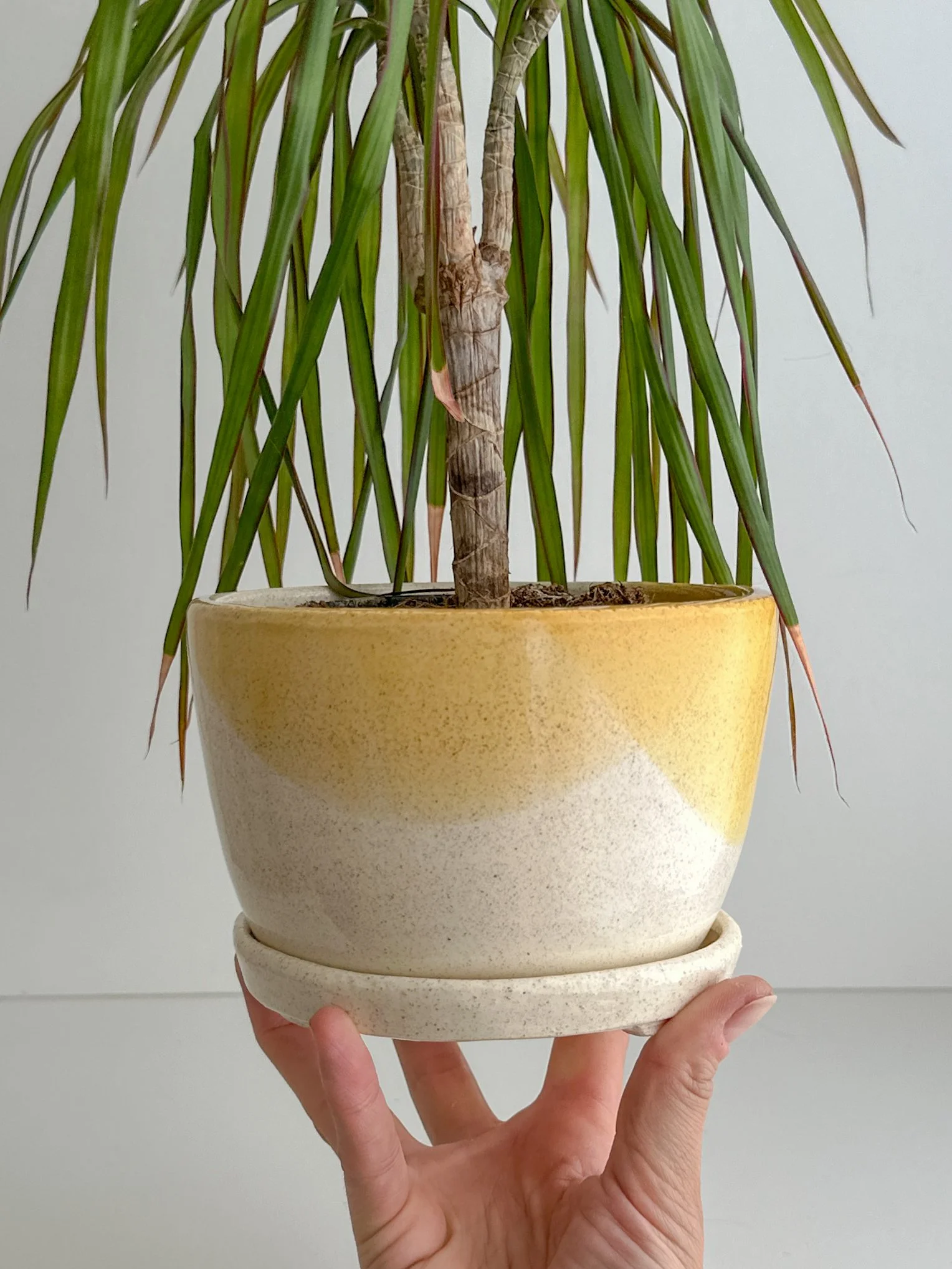 A hand holding a ceramic pot with a saucer, containing a tall, leafy houseplant with long, slender green leaves and a thick, textured trunk.