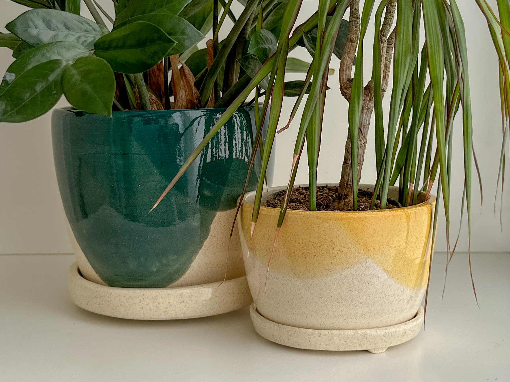 Two potted houseplants in colorful ceramic pots on a white surface.