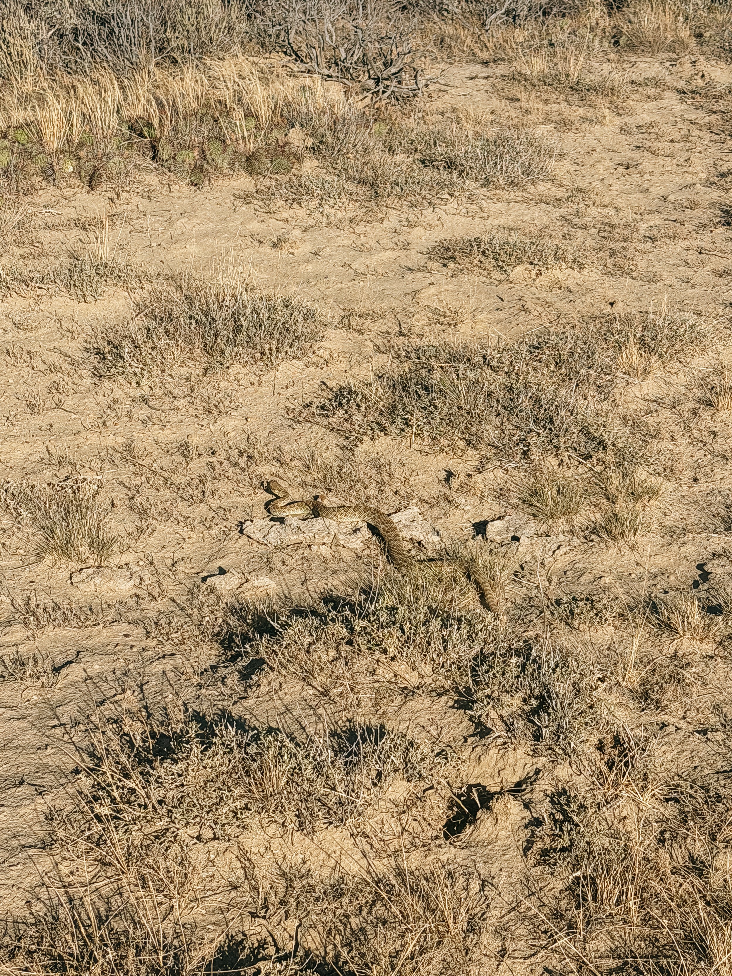 Rattlesnake no!