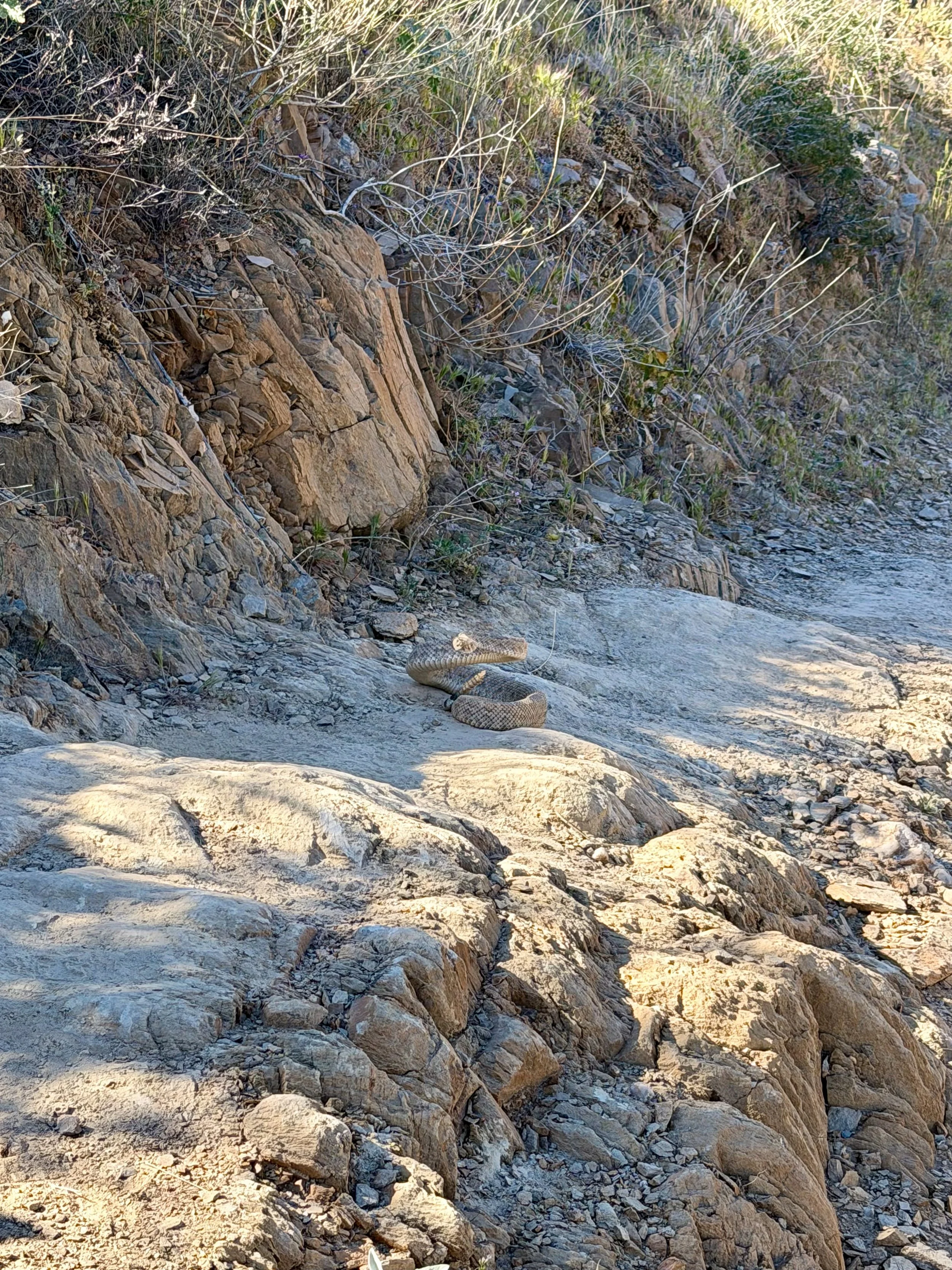  Another day in the desert, another rattlesnake 