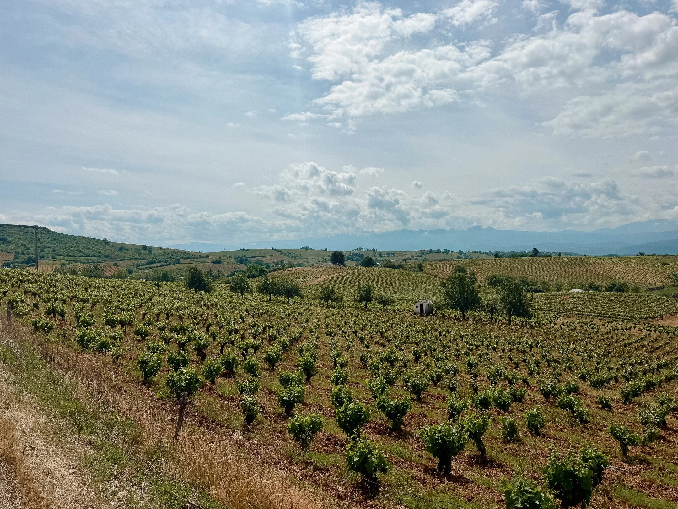 Camino de Santiago Frances 