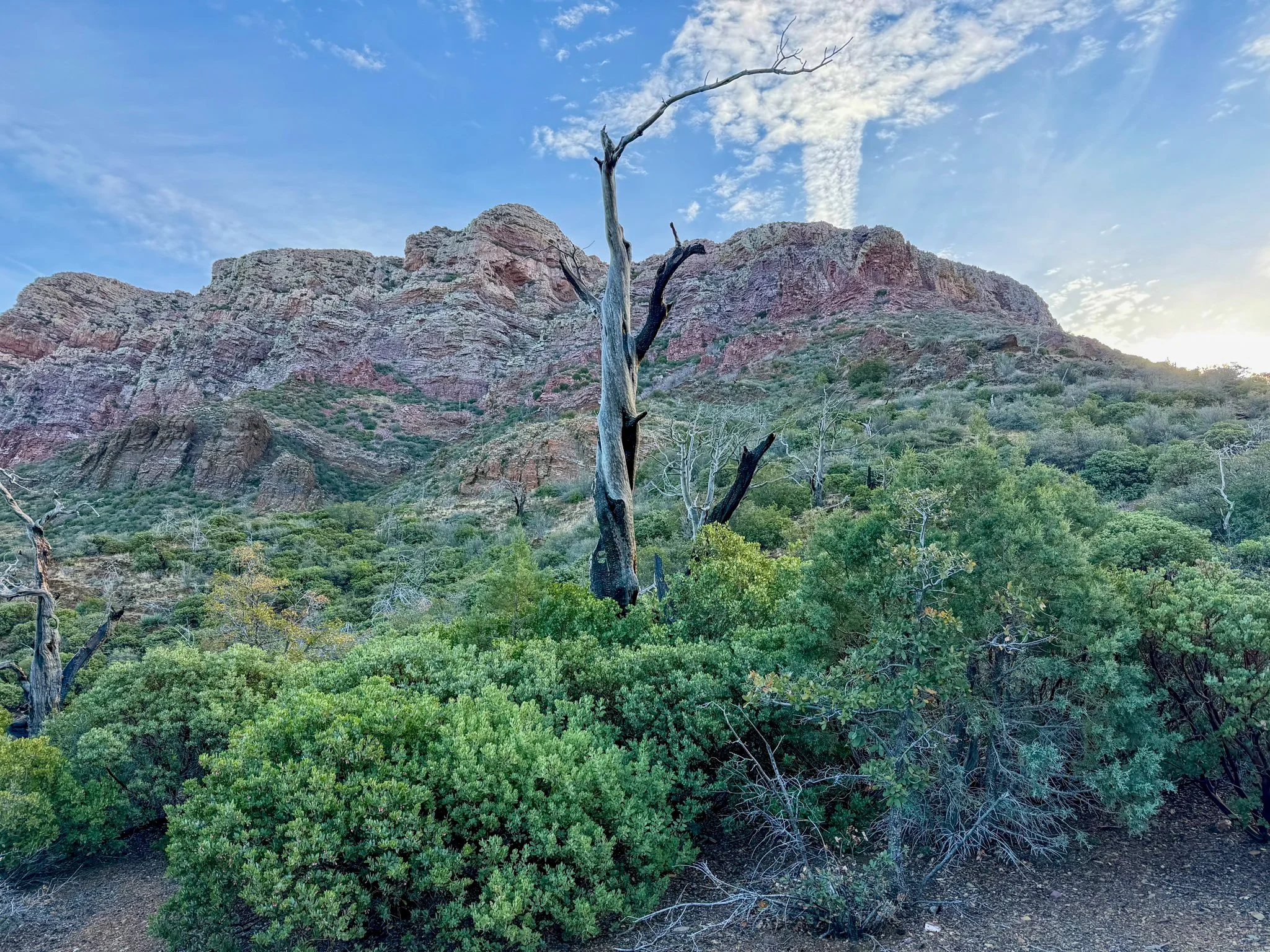  Interesting trees + rock formations 