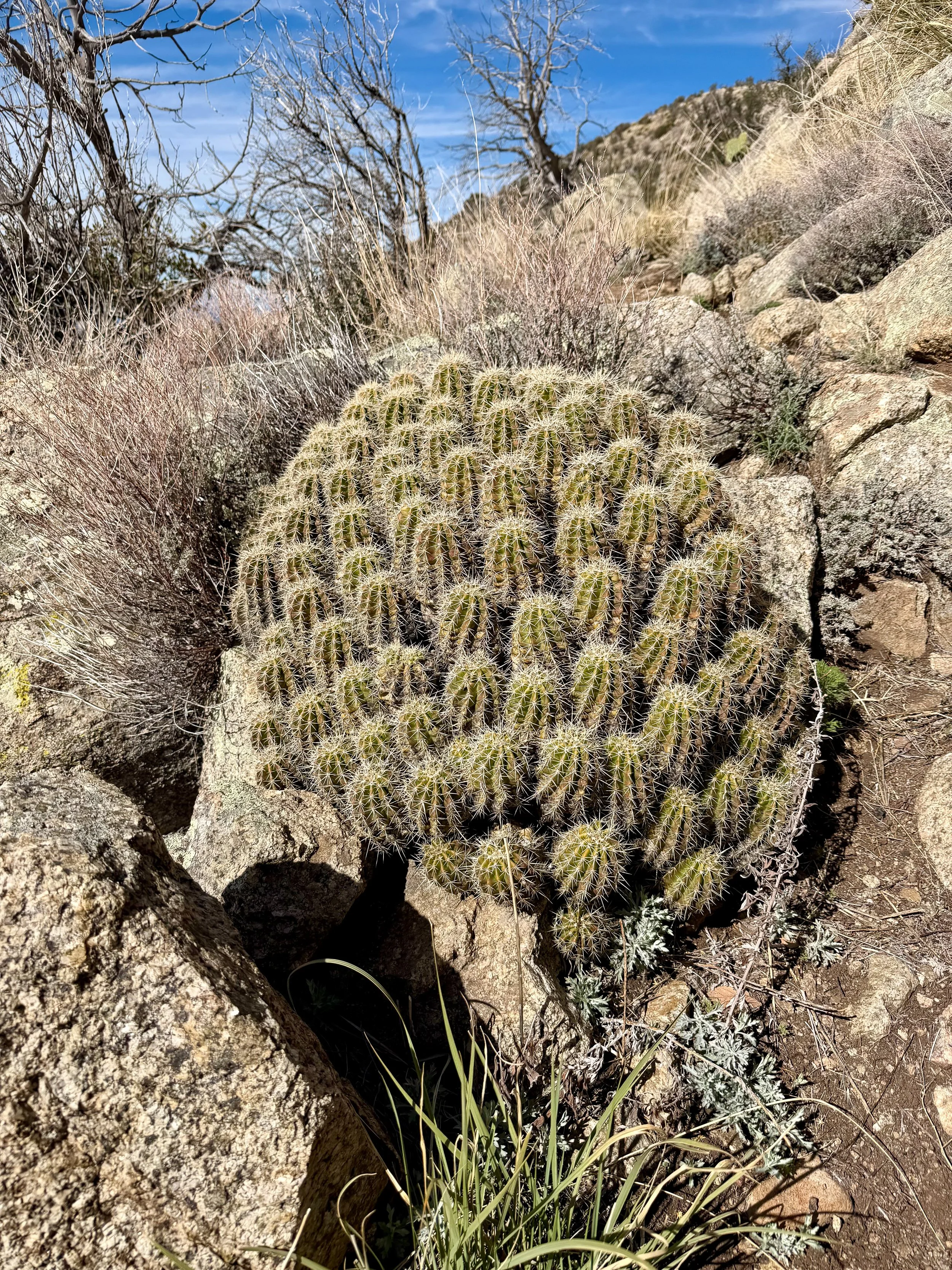  Bundle of cactus! 
