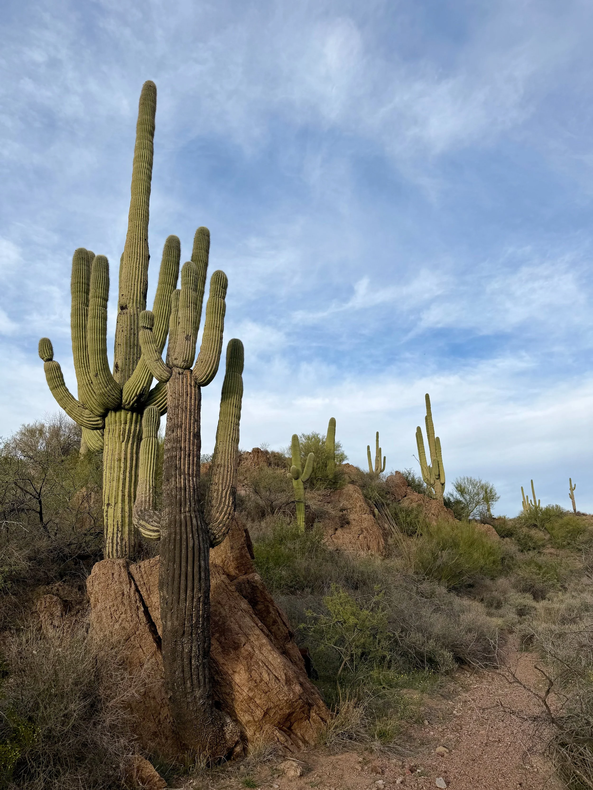  The beginnings of Saguaros 
