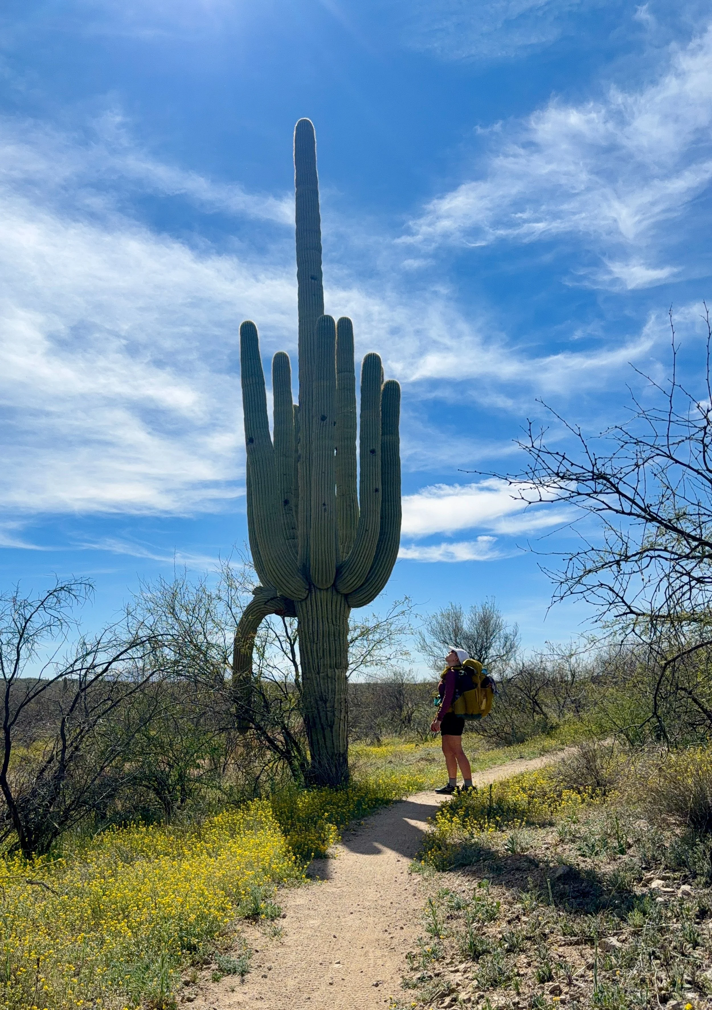  Entering Saguaro National Park 