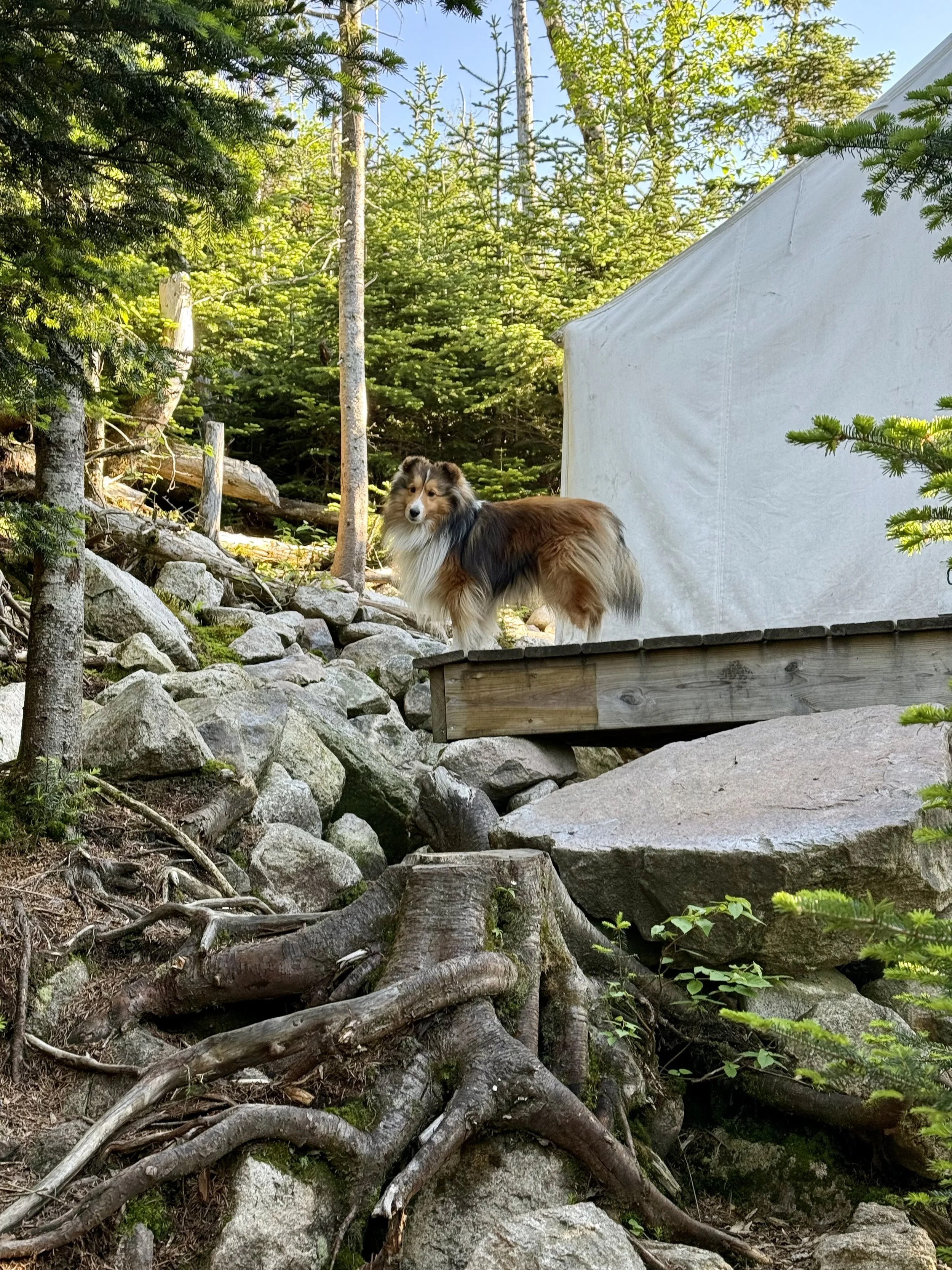  A sweet camp host’s pup 