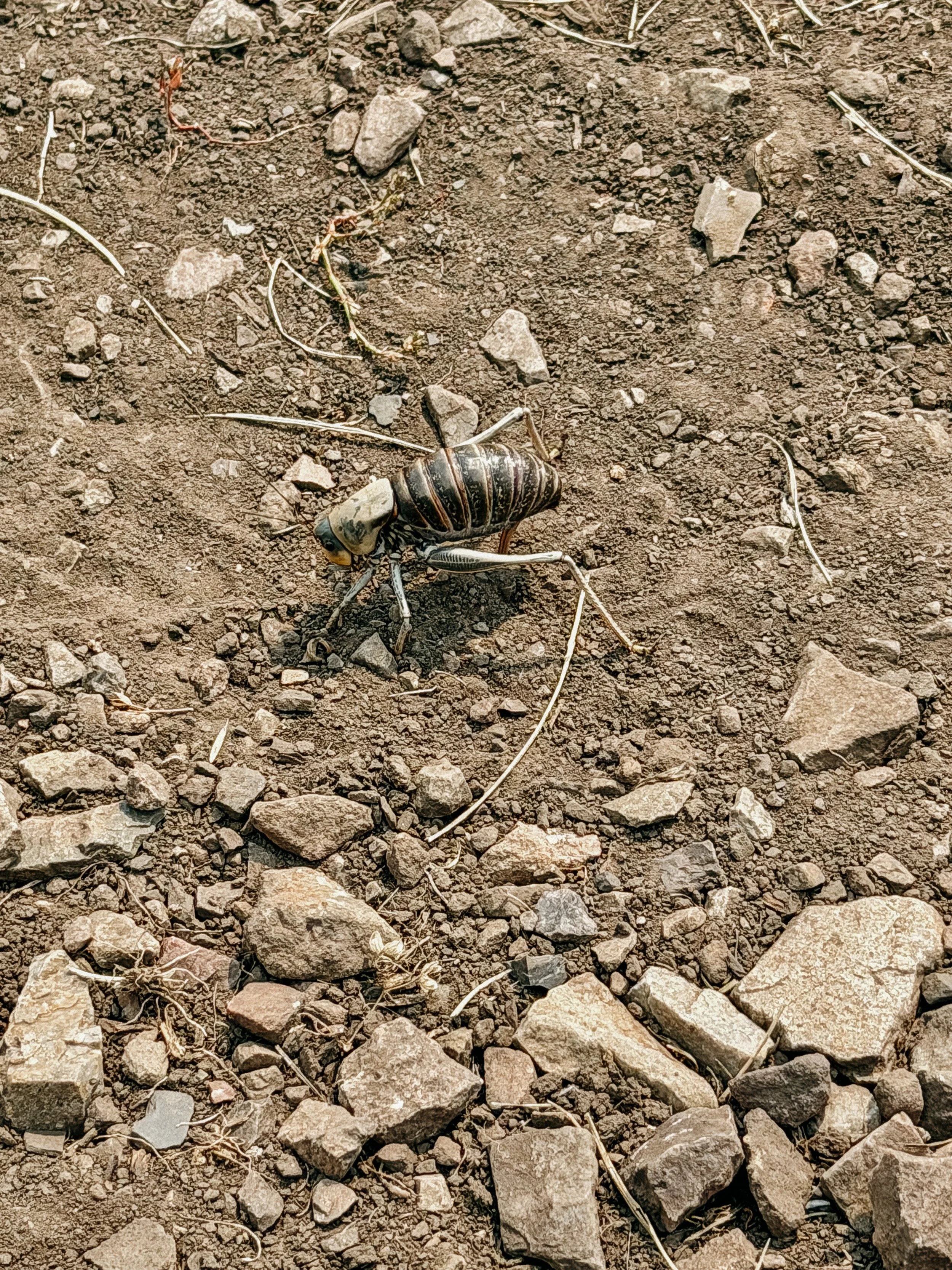 Locust?