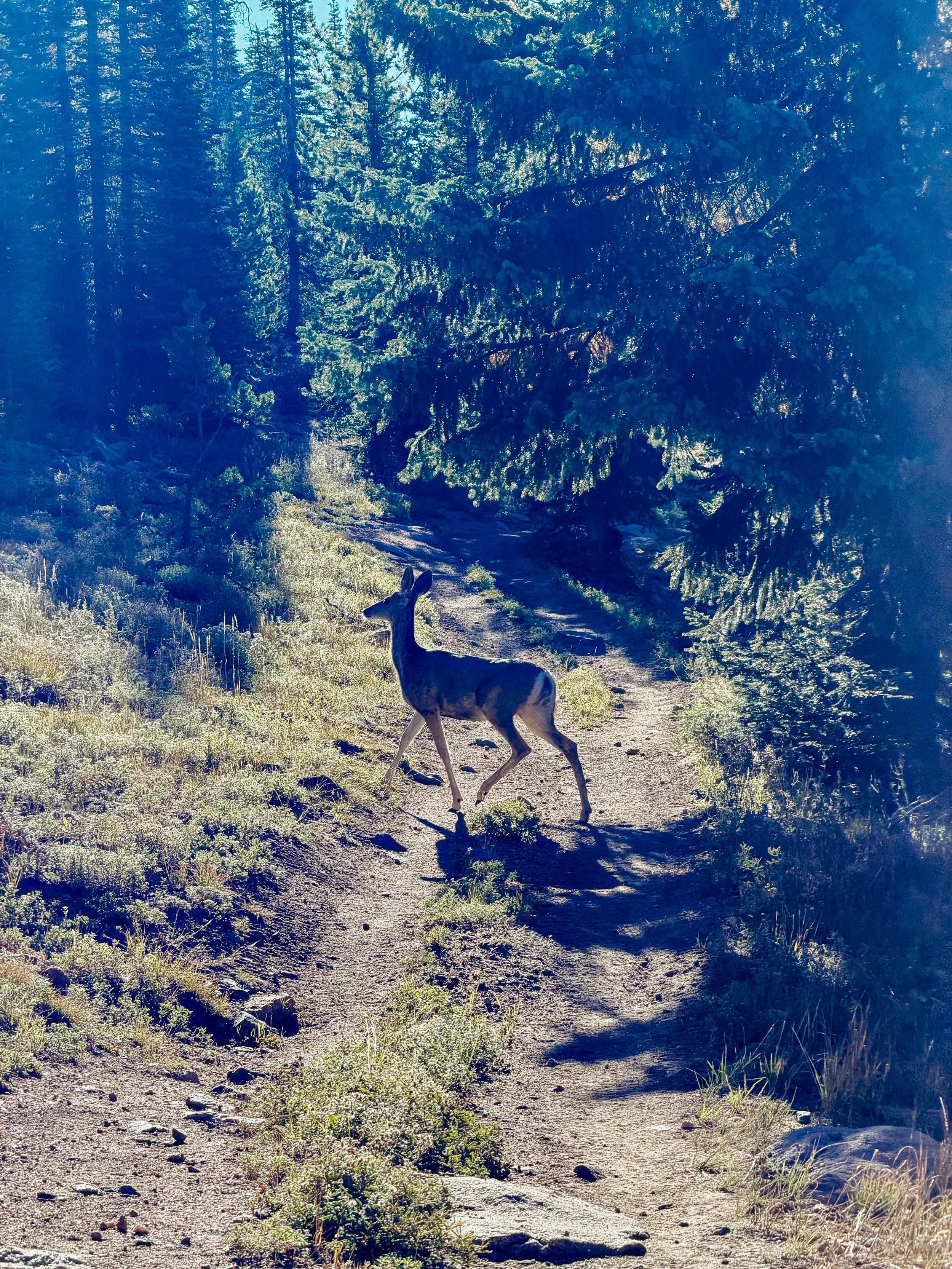 Deer on trail