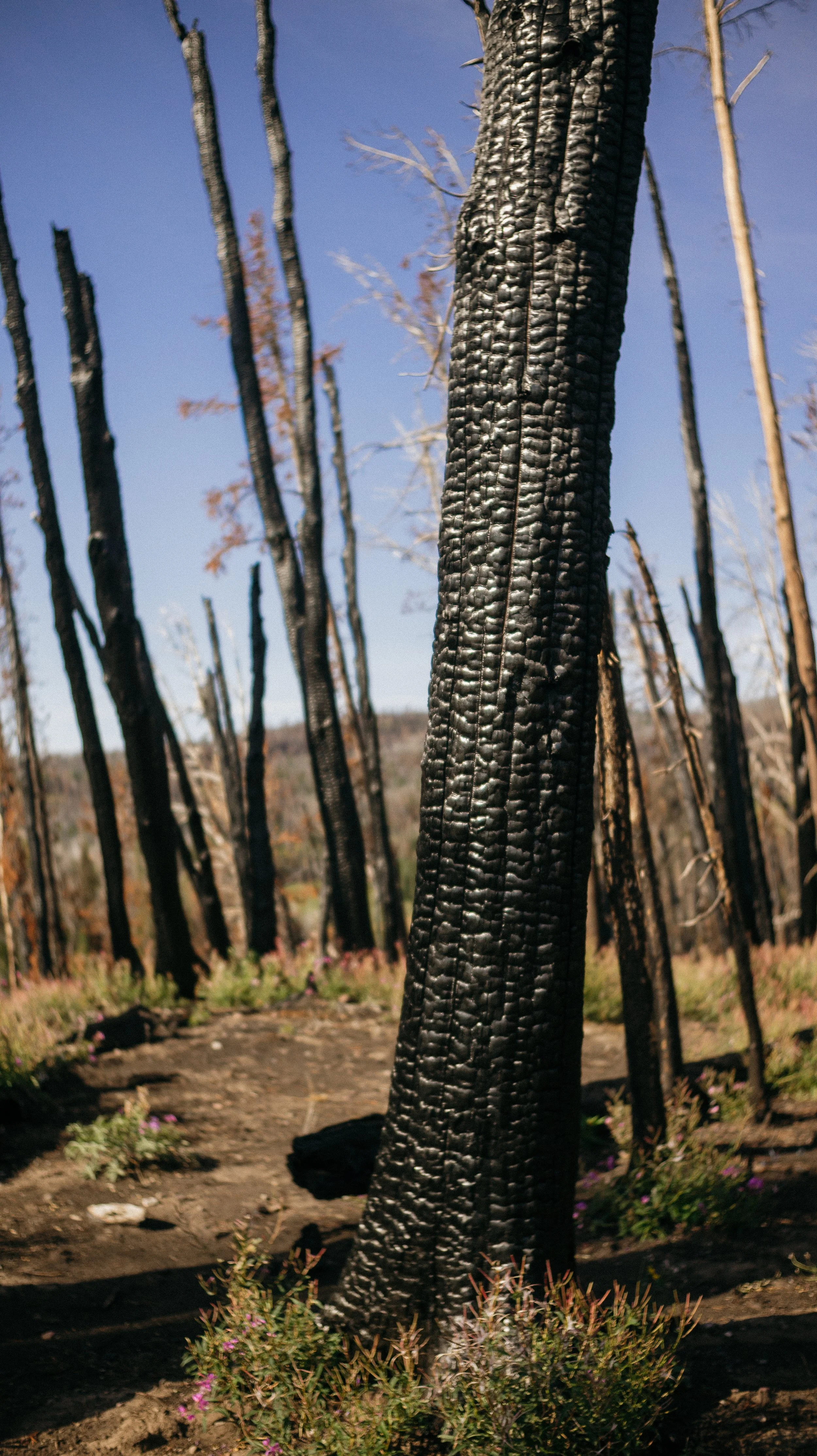 Burn zone