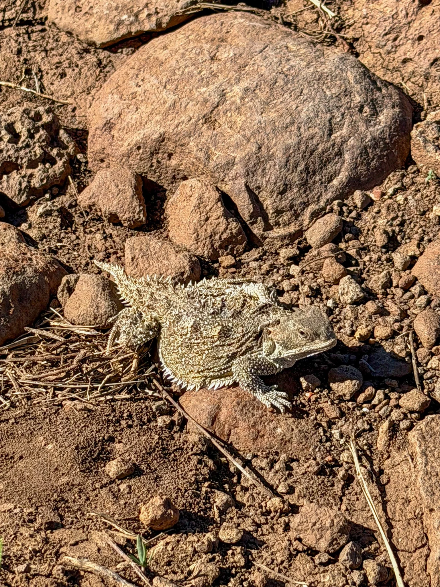  Horny toad sighting 
