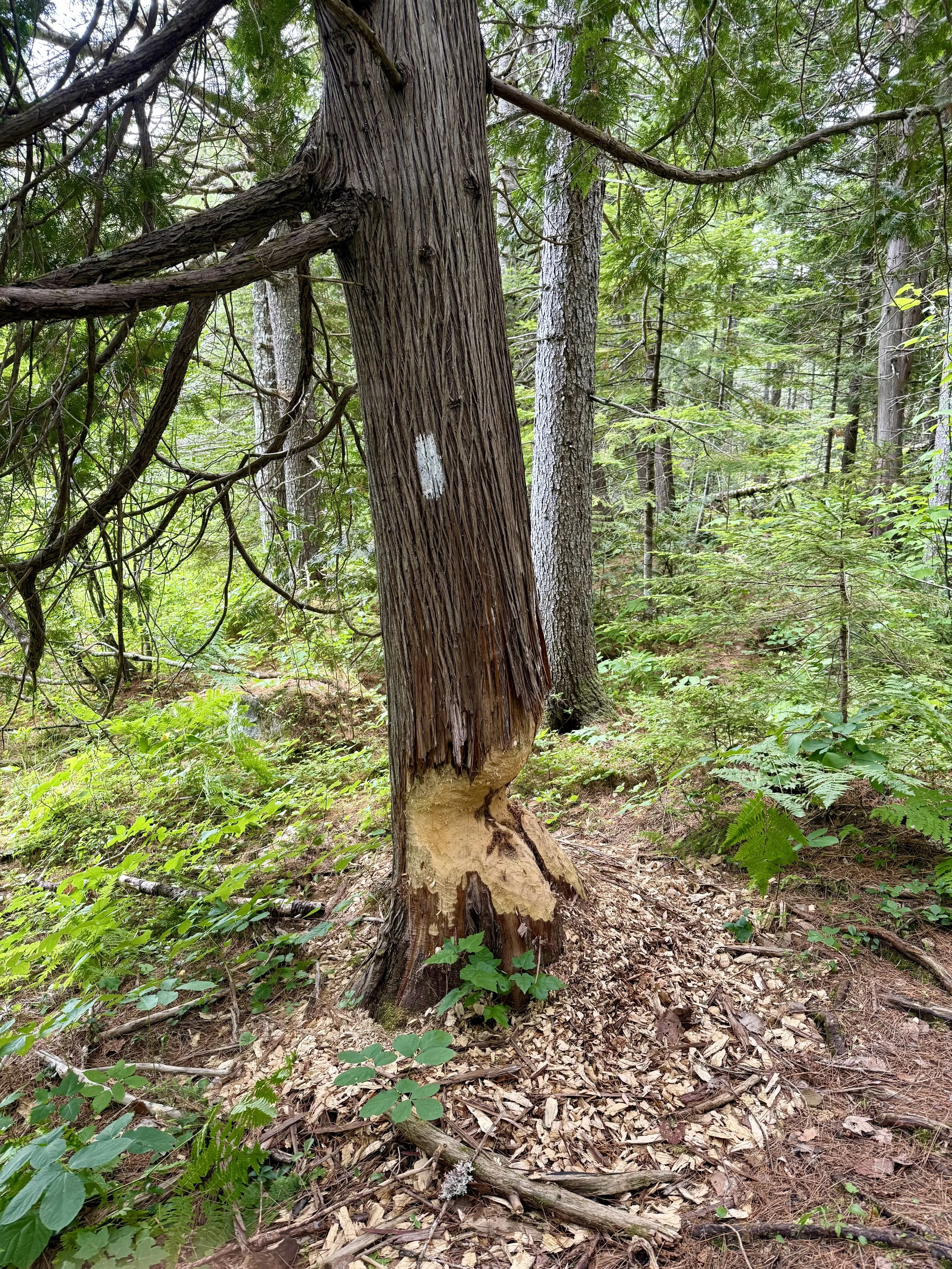  Beavers in the area 