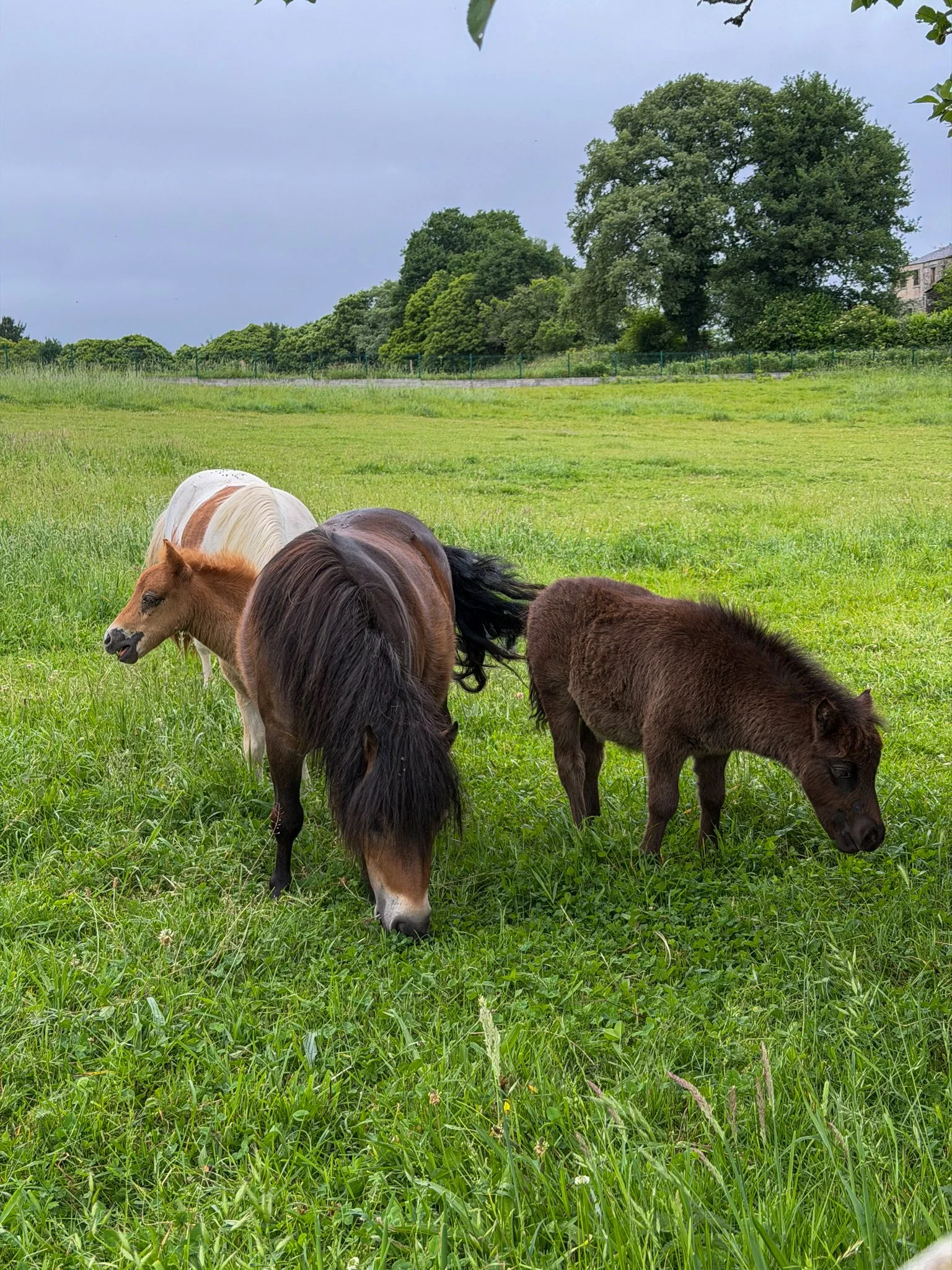 Shetland pony babies