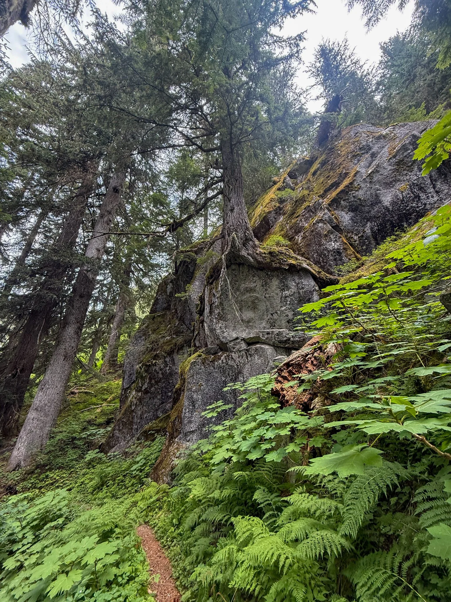  The trail meandered through dense woodlands and open vistas.  