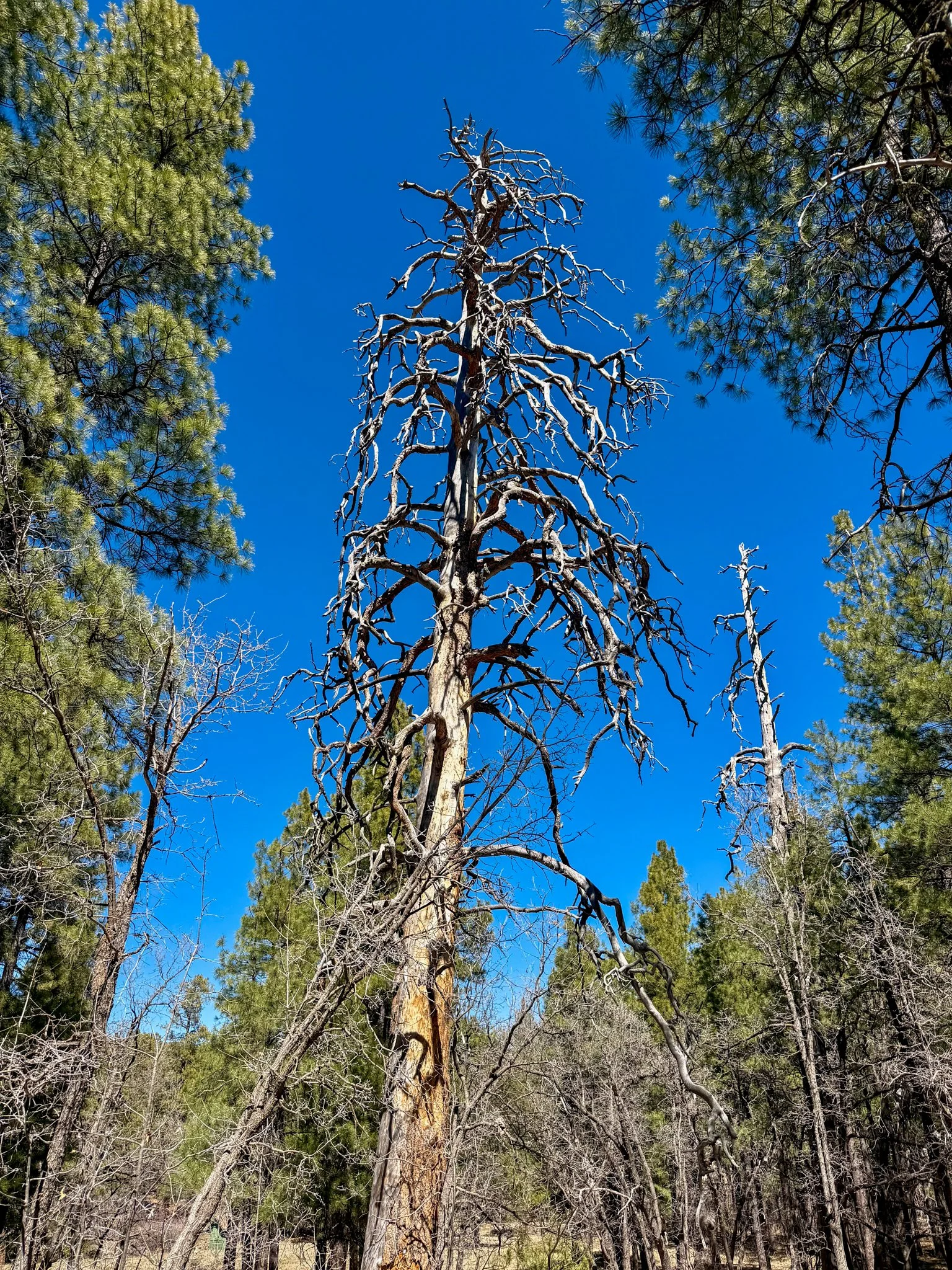  Would be called a ‘widow maker’ tree 