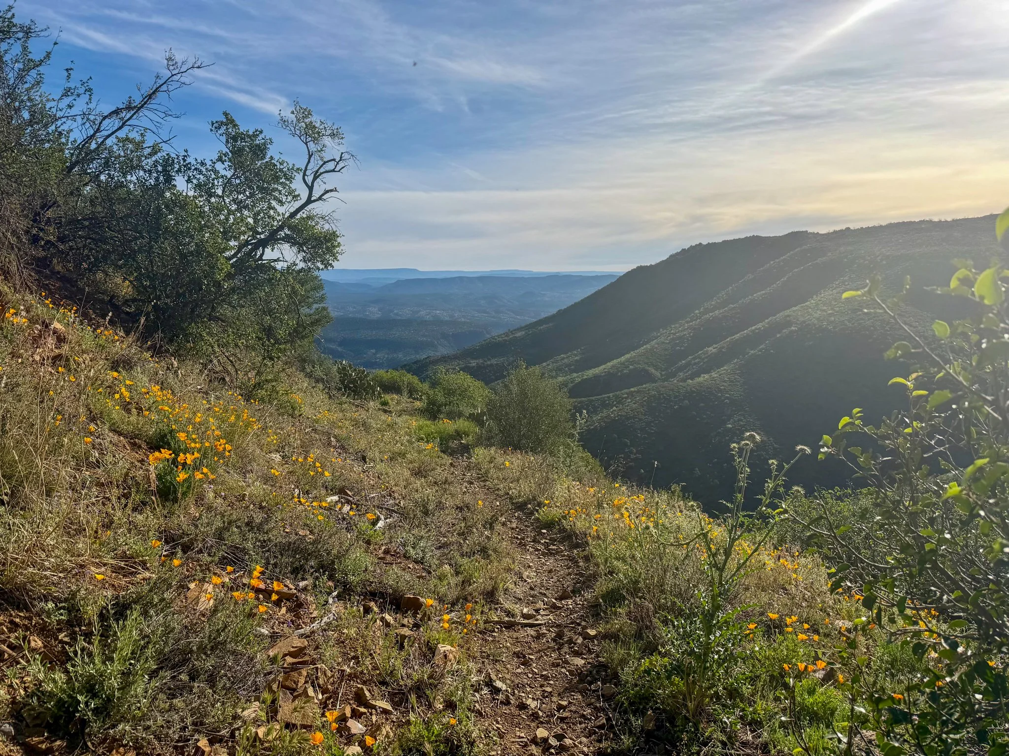  Poppis were popping in this section!  