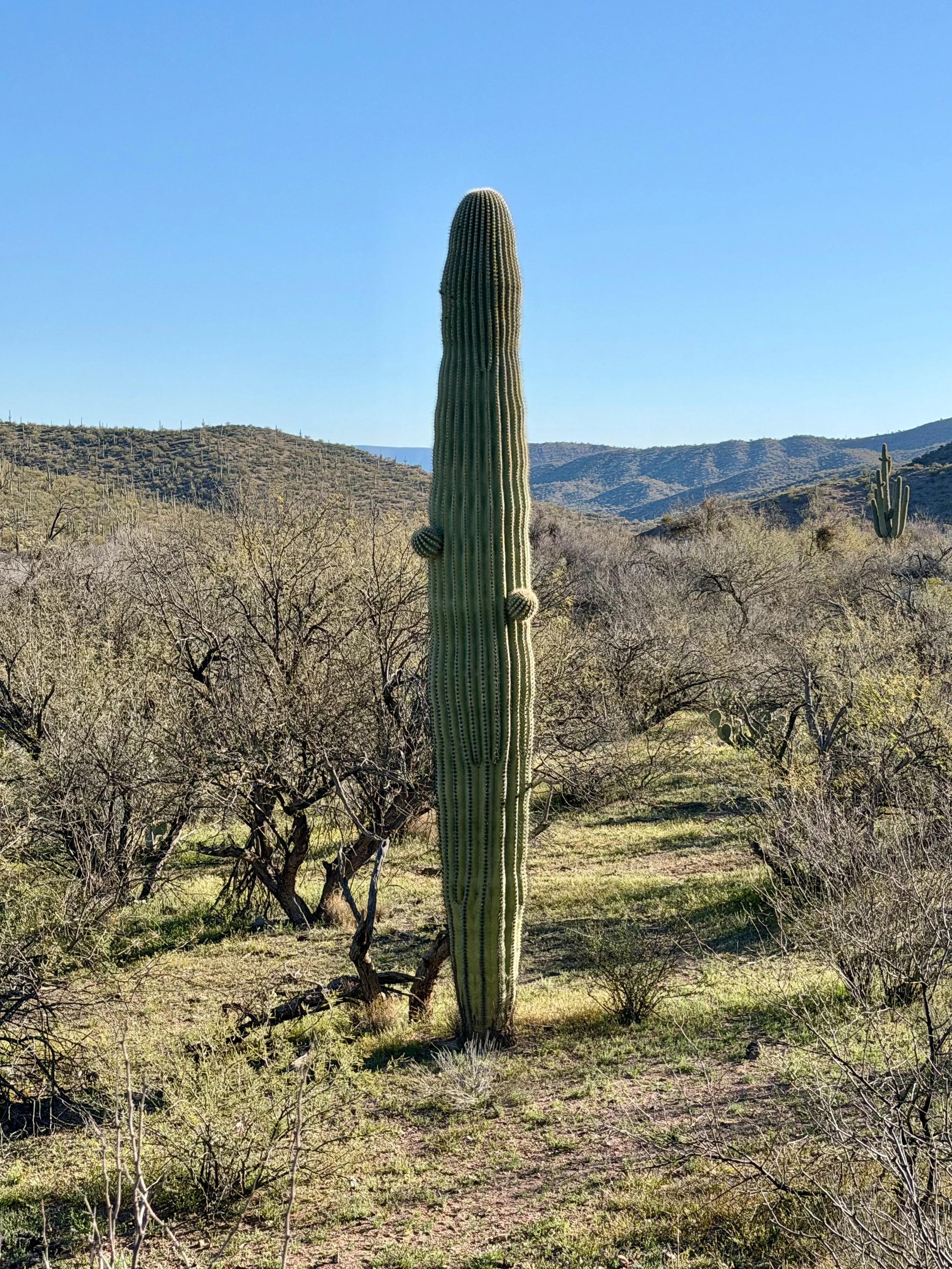  T-Rex Saguaro 