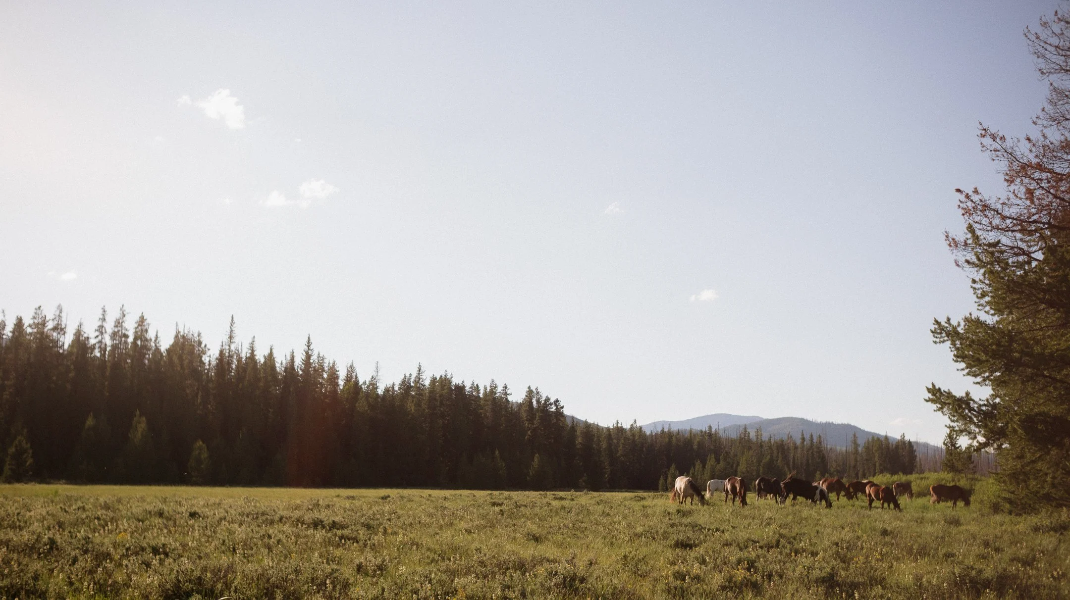 Continental Divide Trail: East Glacier Park - Lincoln