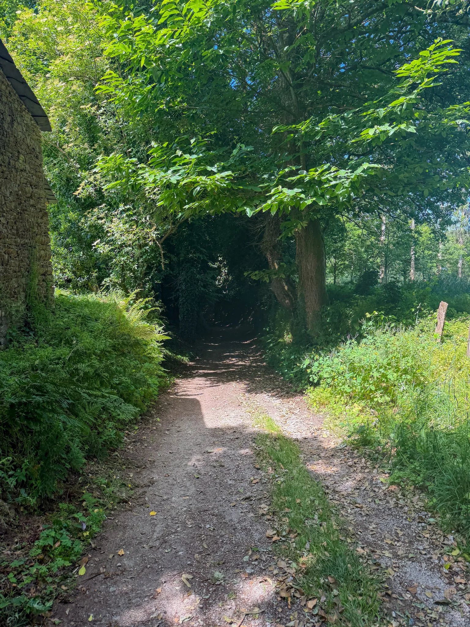 Tunnel of trees