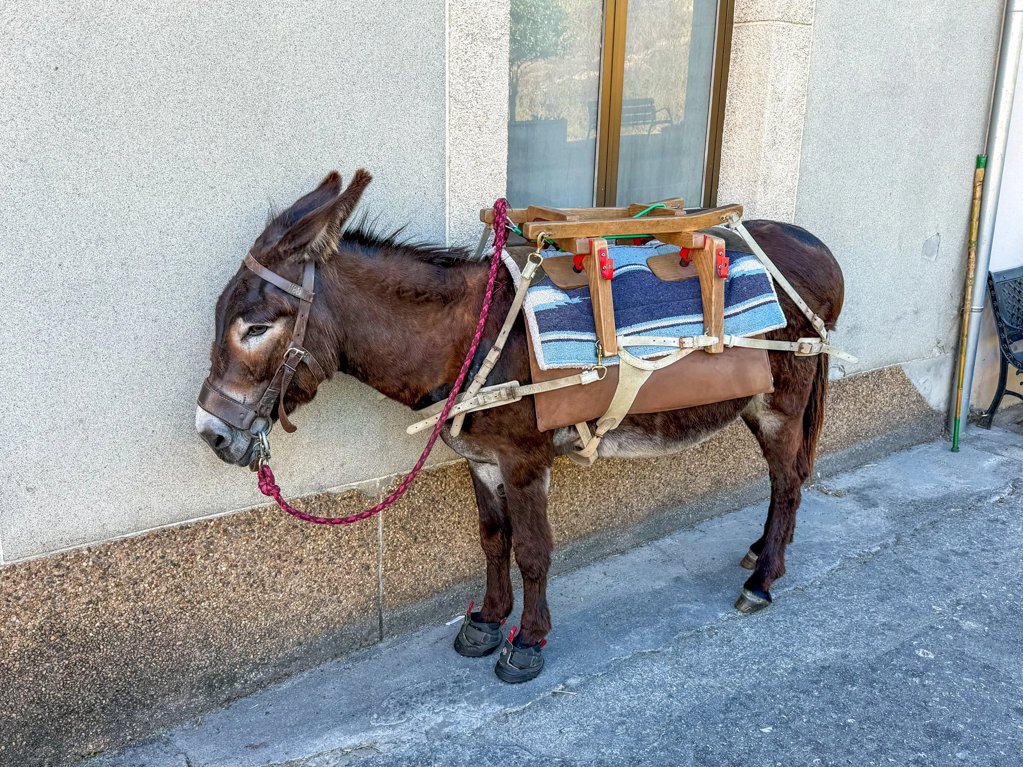 Camino donkey!