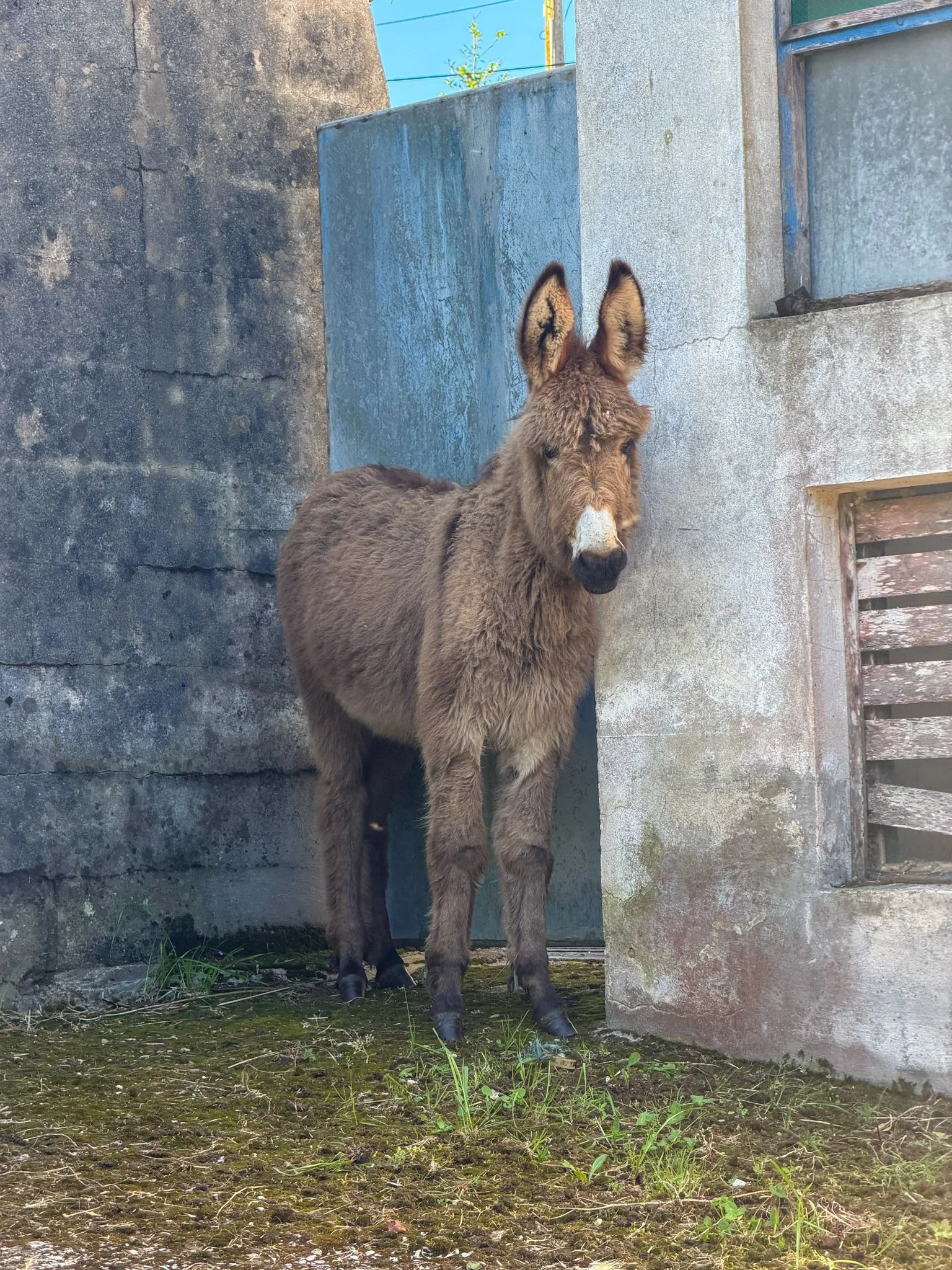 Shy donkey