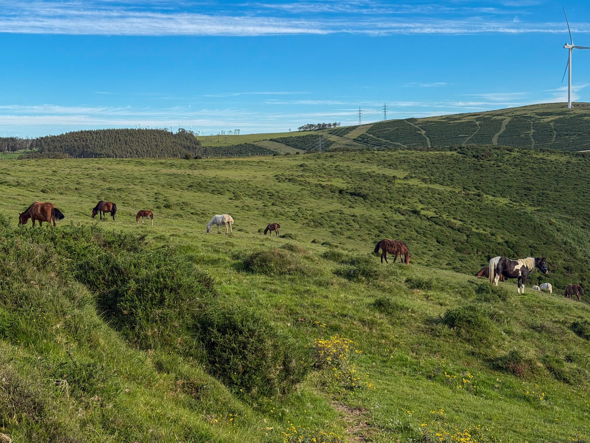 Horses on the top of a climb