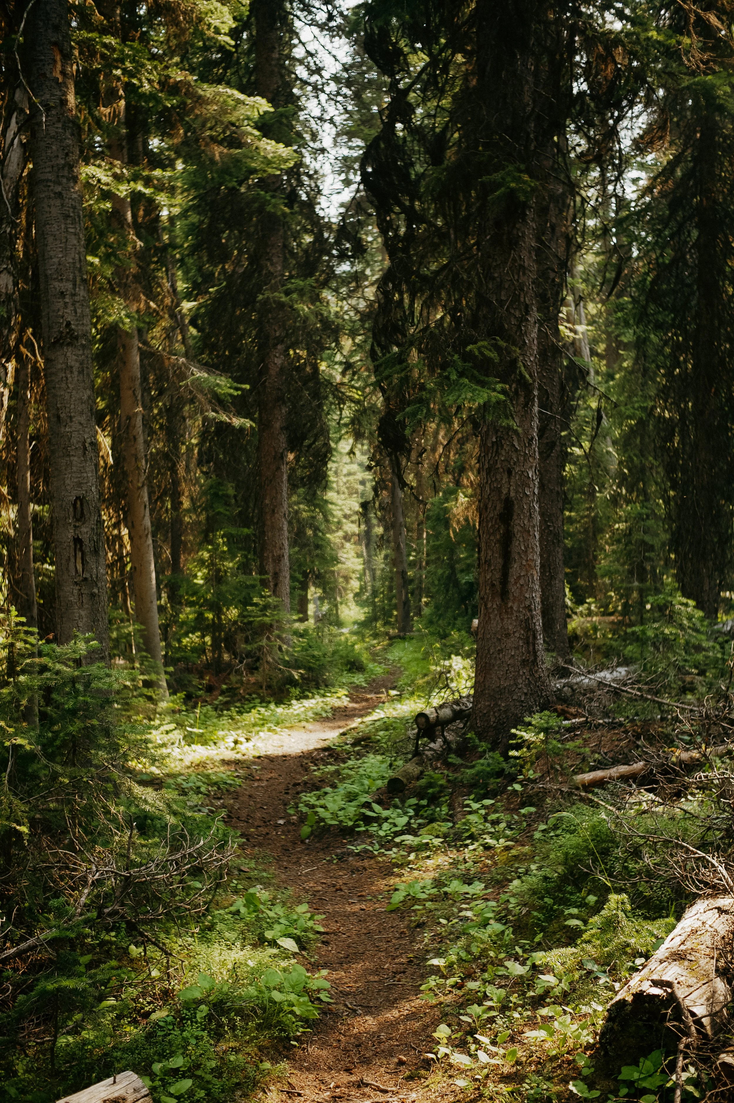 A perfect trail