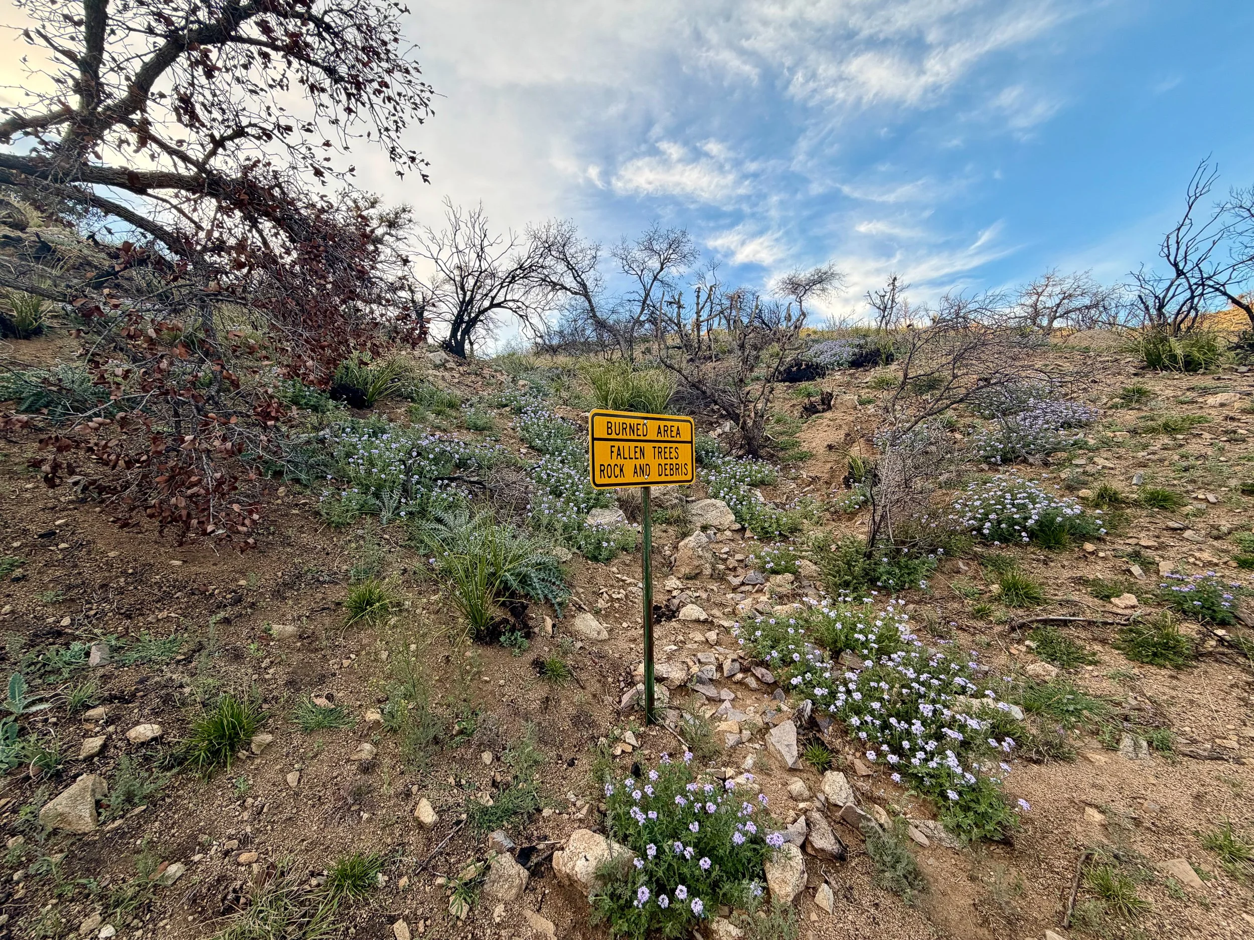  Flowers bloom in a burn zone 