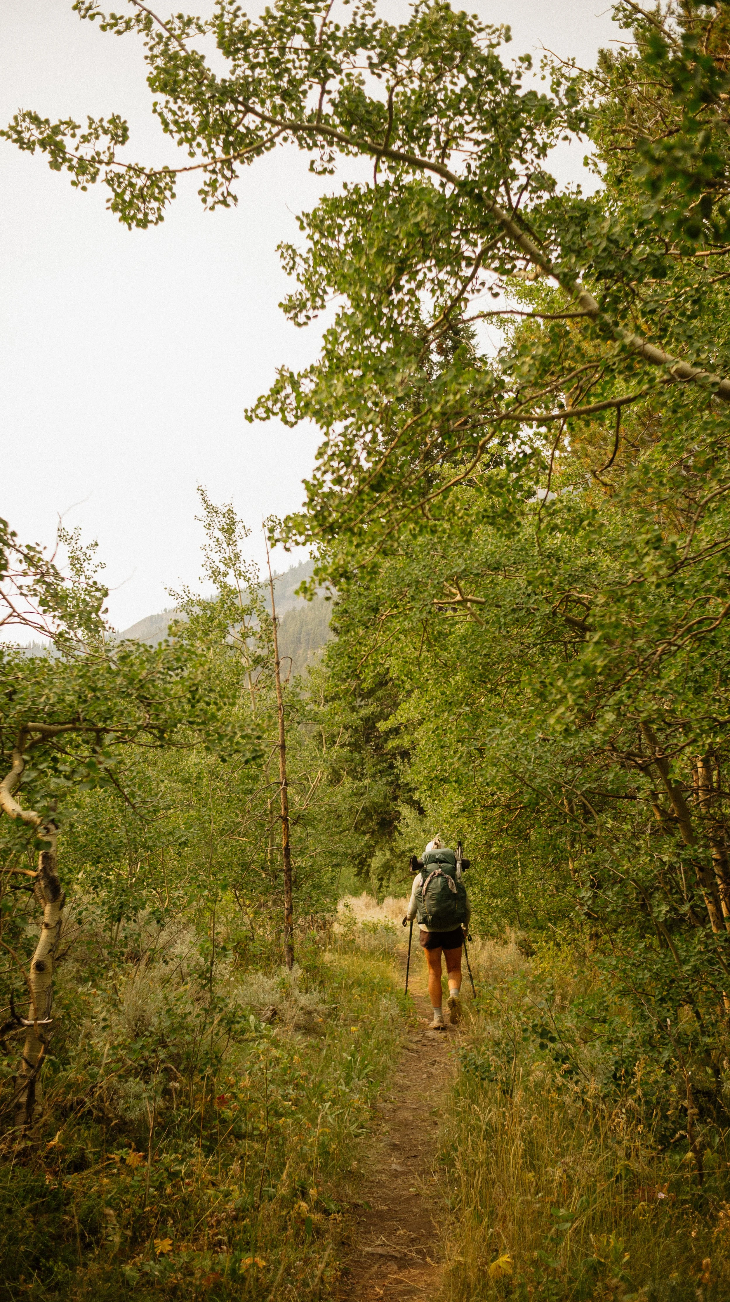 Thankful for forests