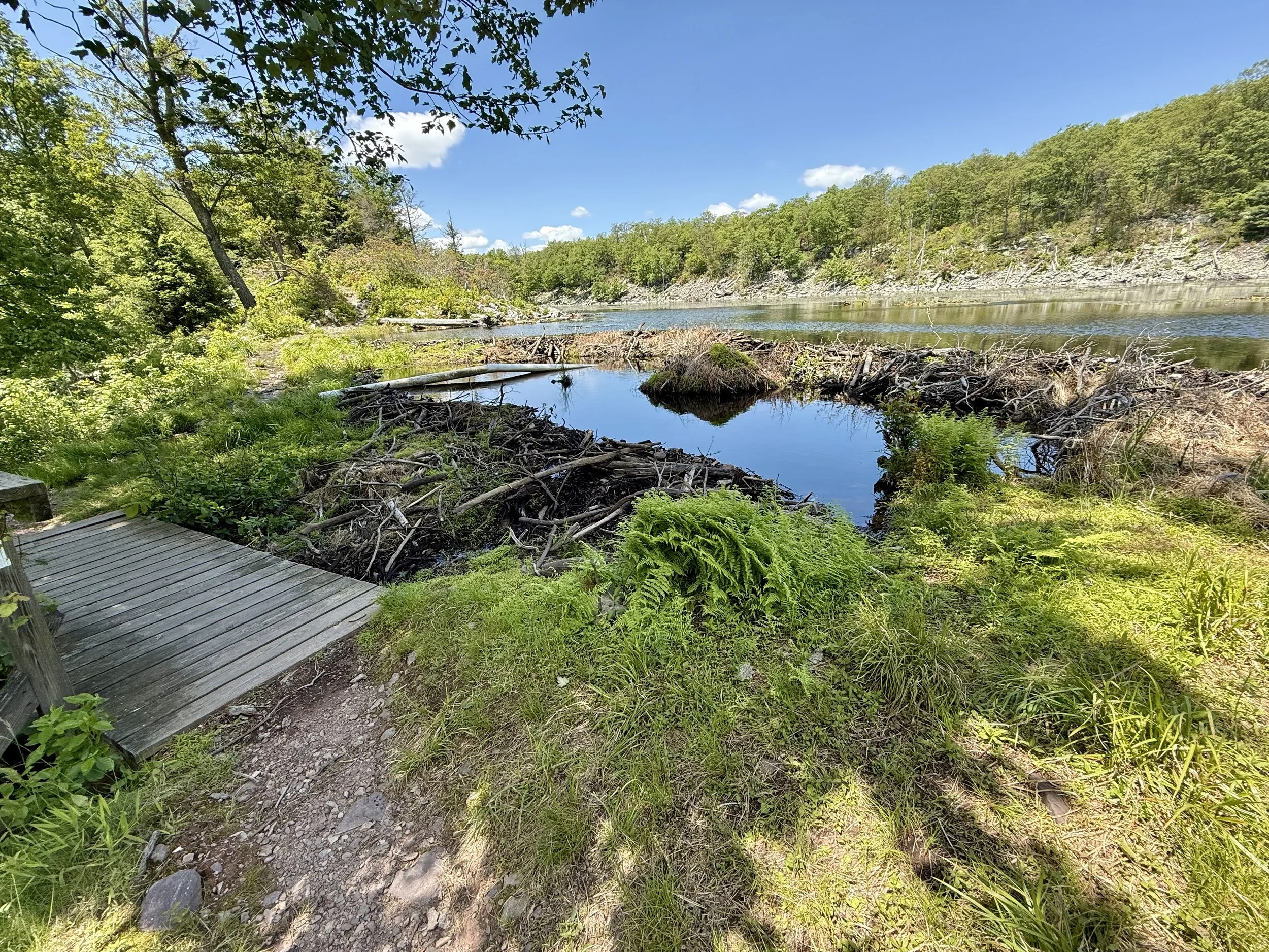  A prolific beaver dam 