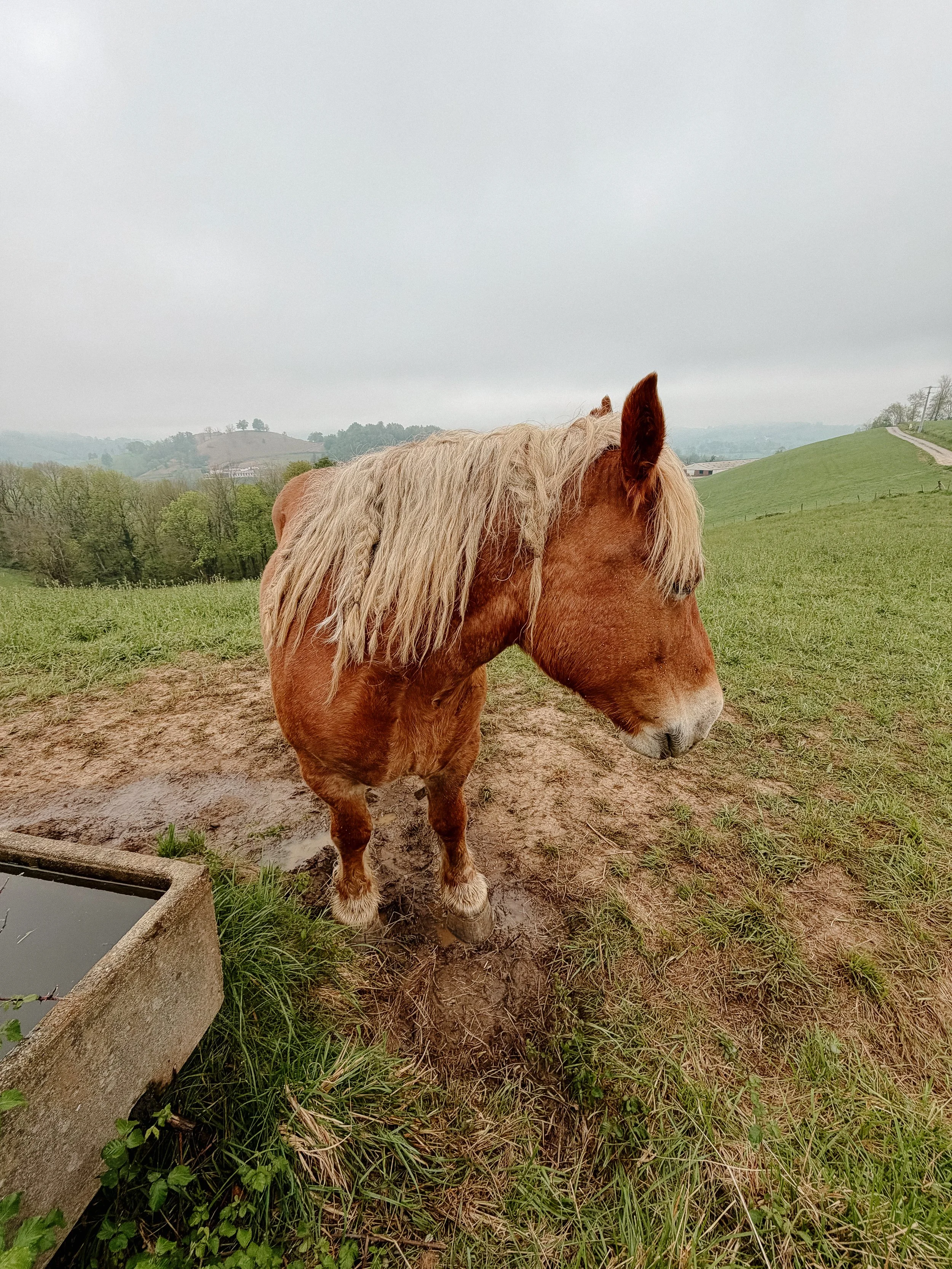 Friends along the French Route
