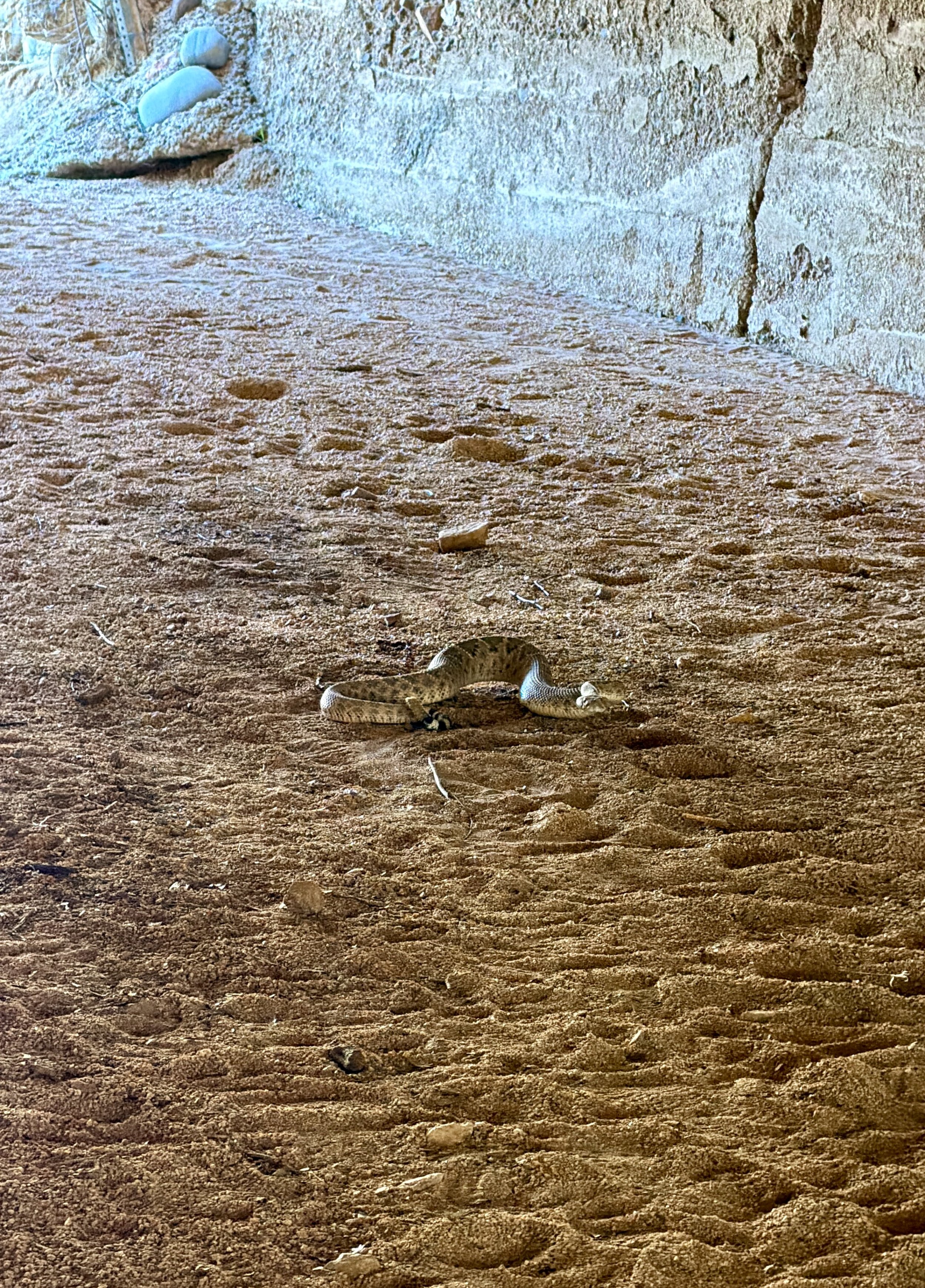  First rattlesnake of the trail 🥴 
