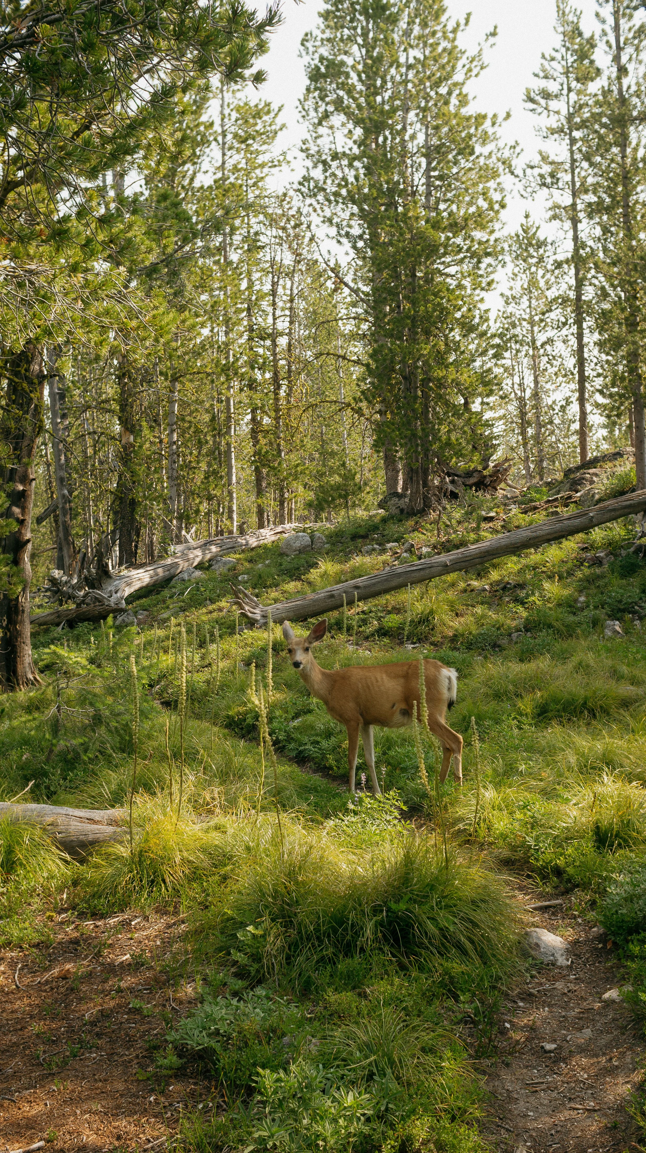 Deer friend
