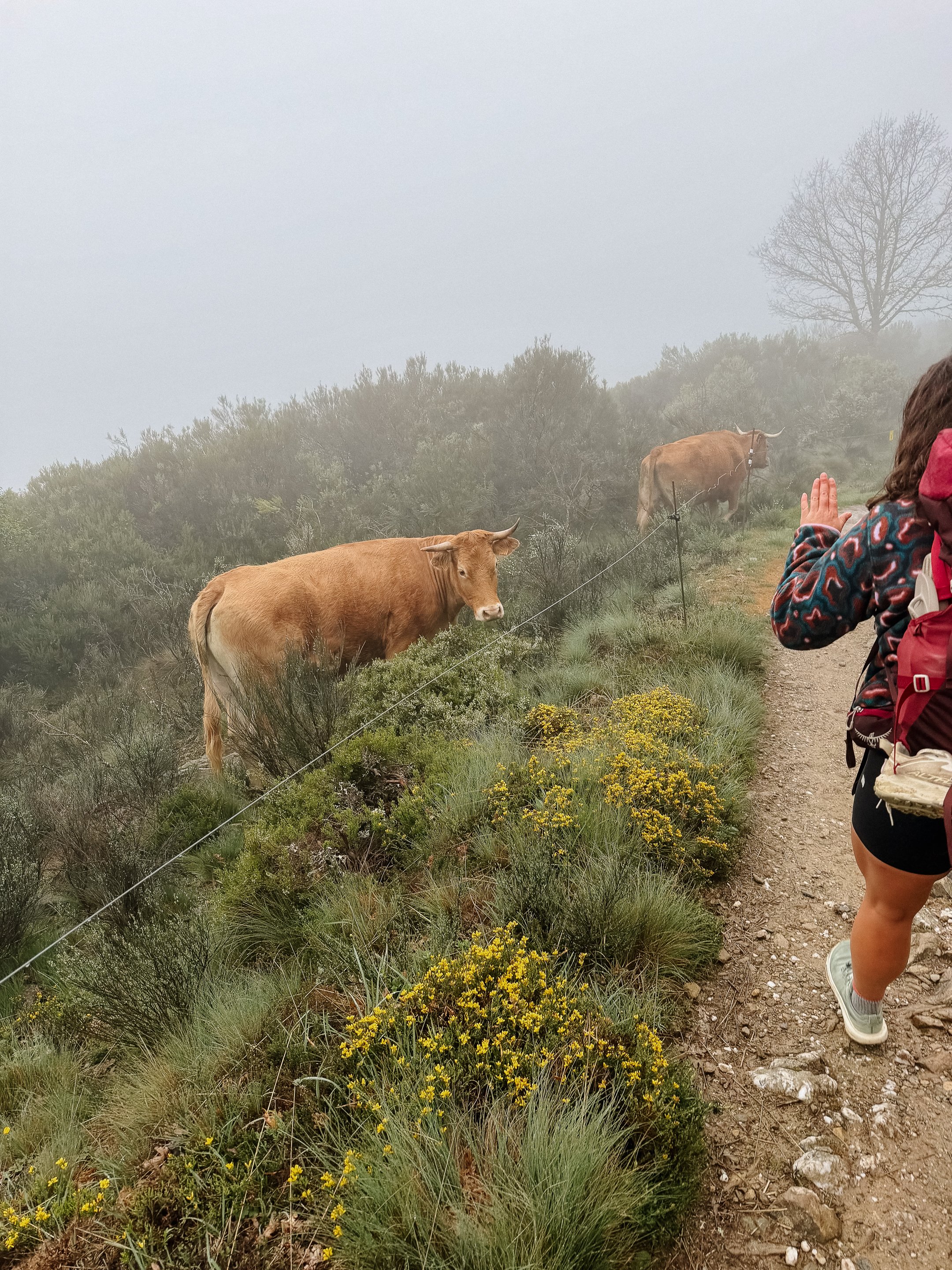 Cows popped up out of nowhere