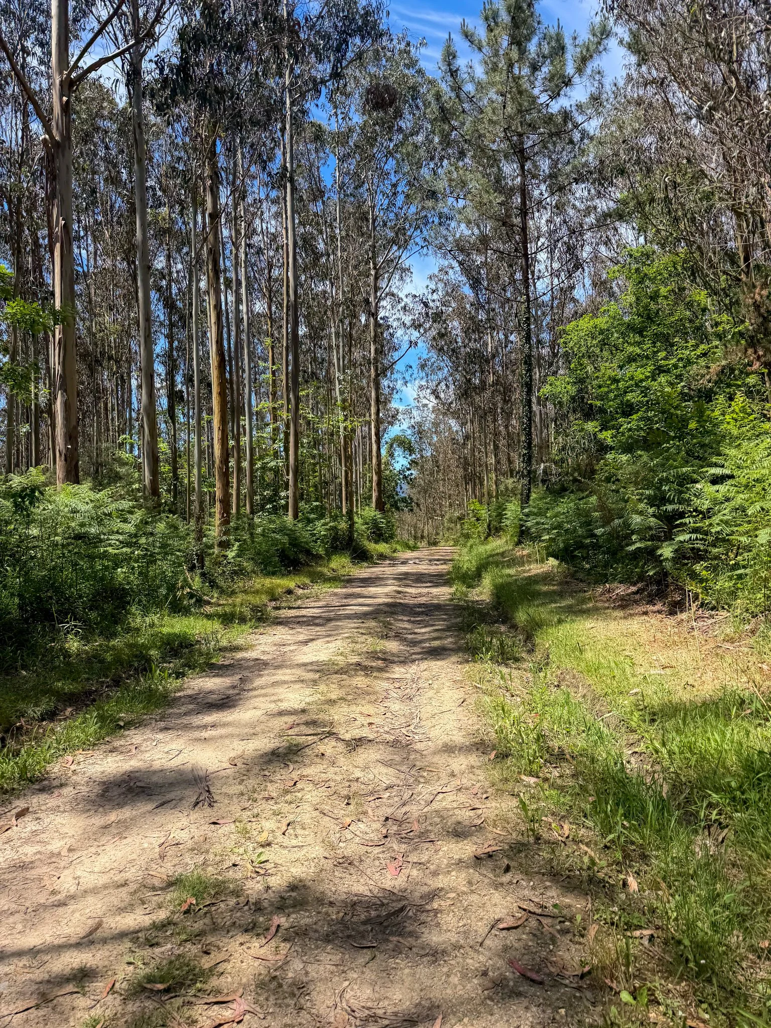 Through the trees