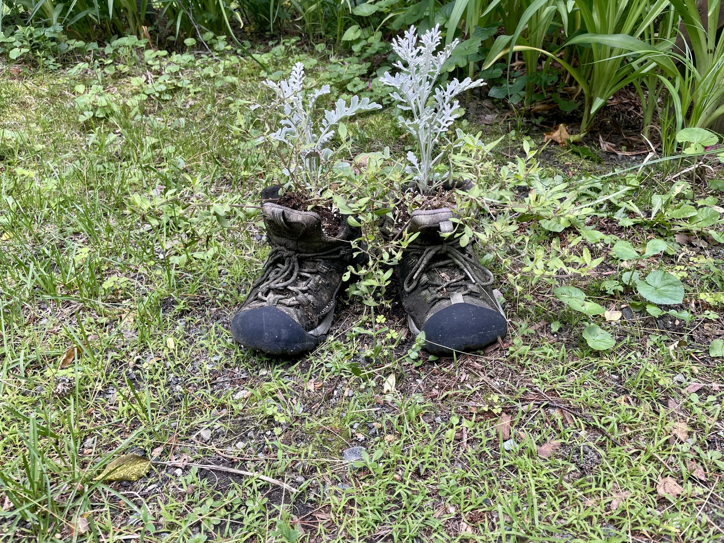  One use for old hiking shoes 