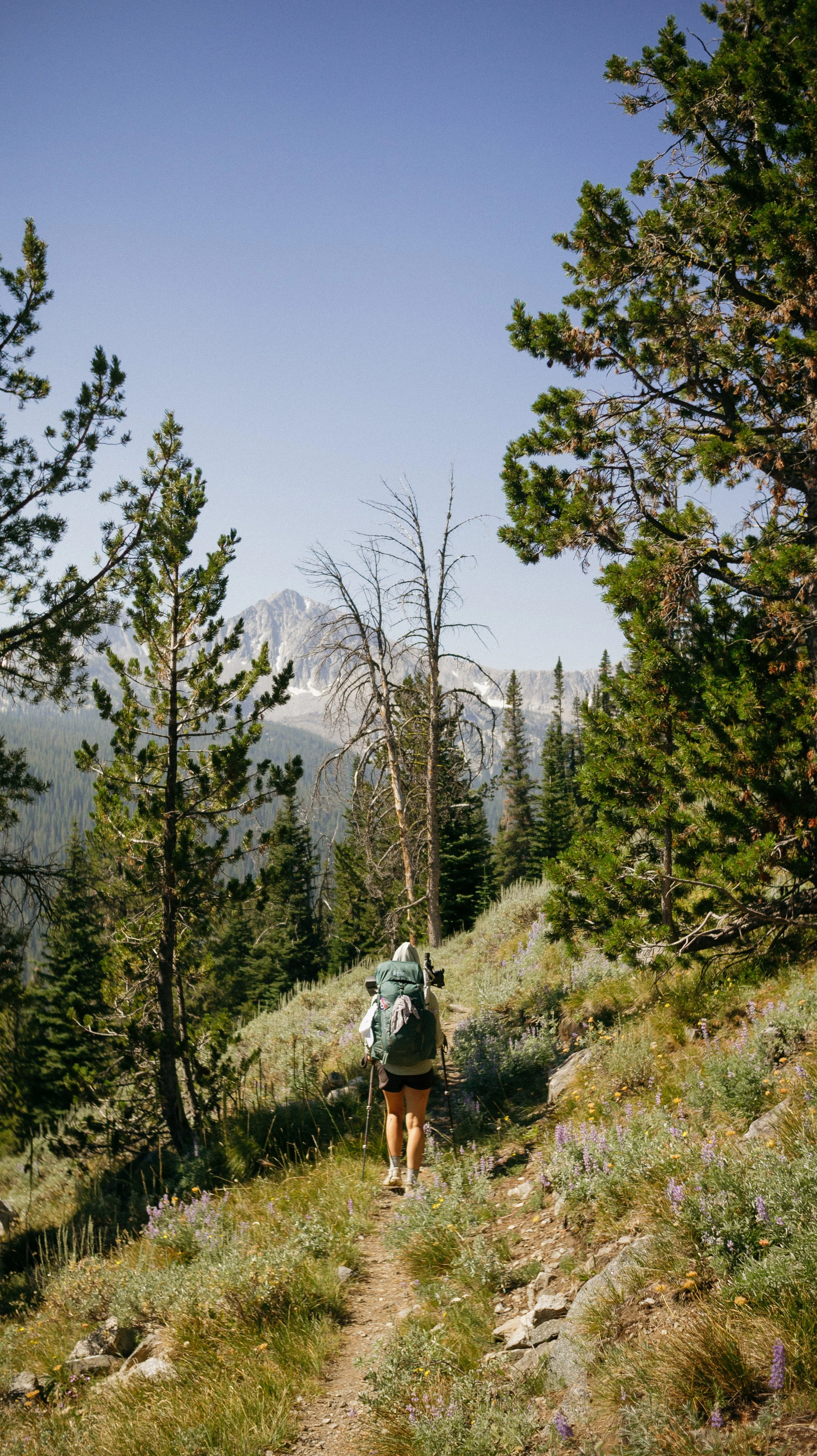 Through the trees