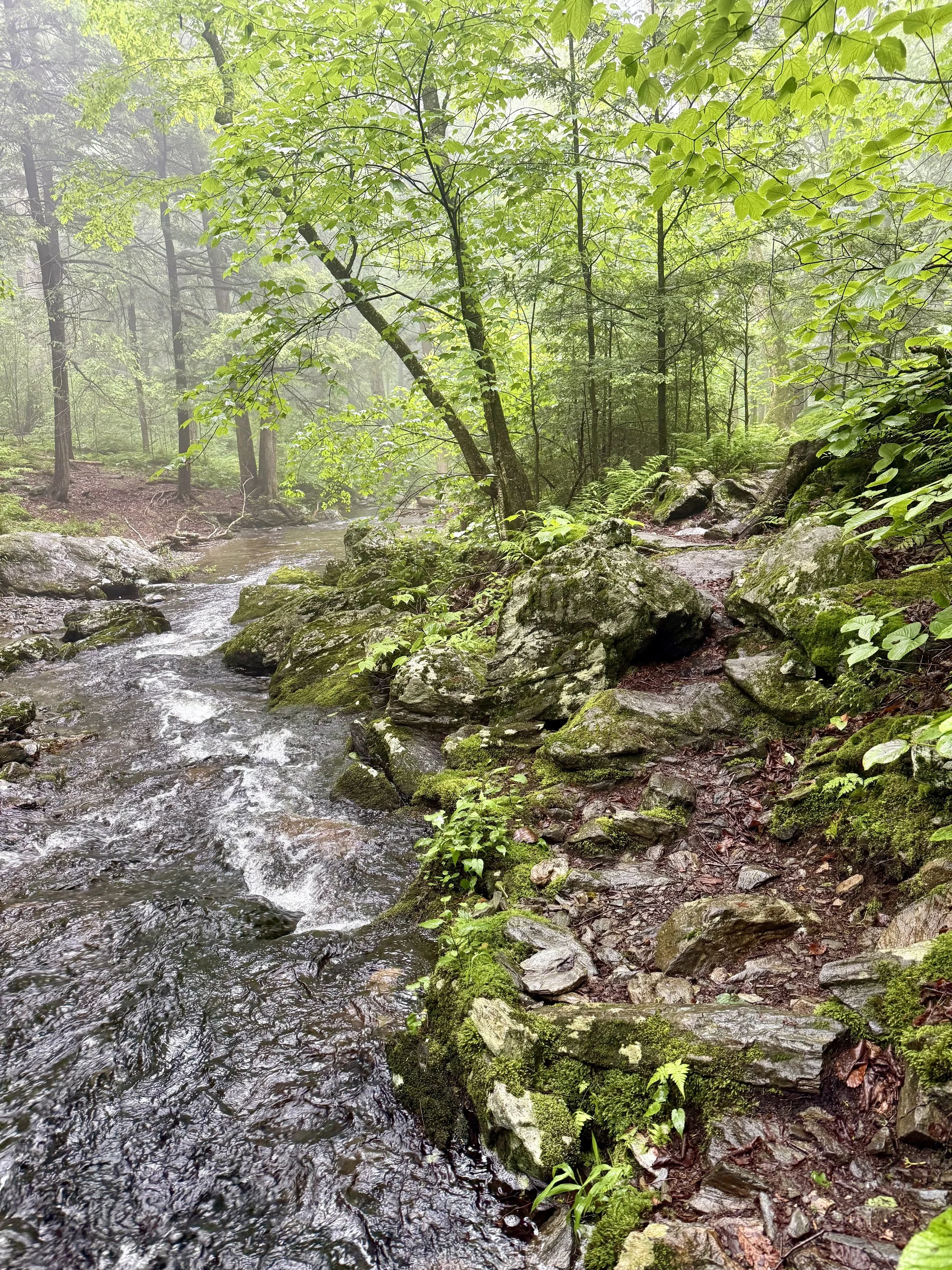  Trail along a river leading into Massachusetts 
